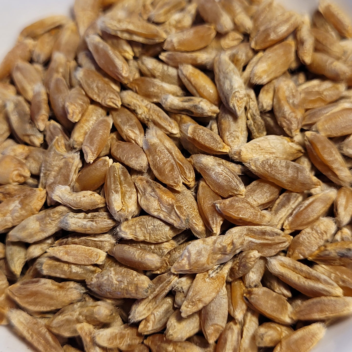 seeds of Swedish Triticale