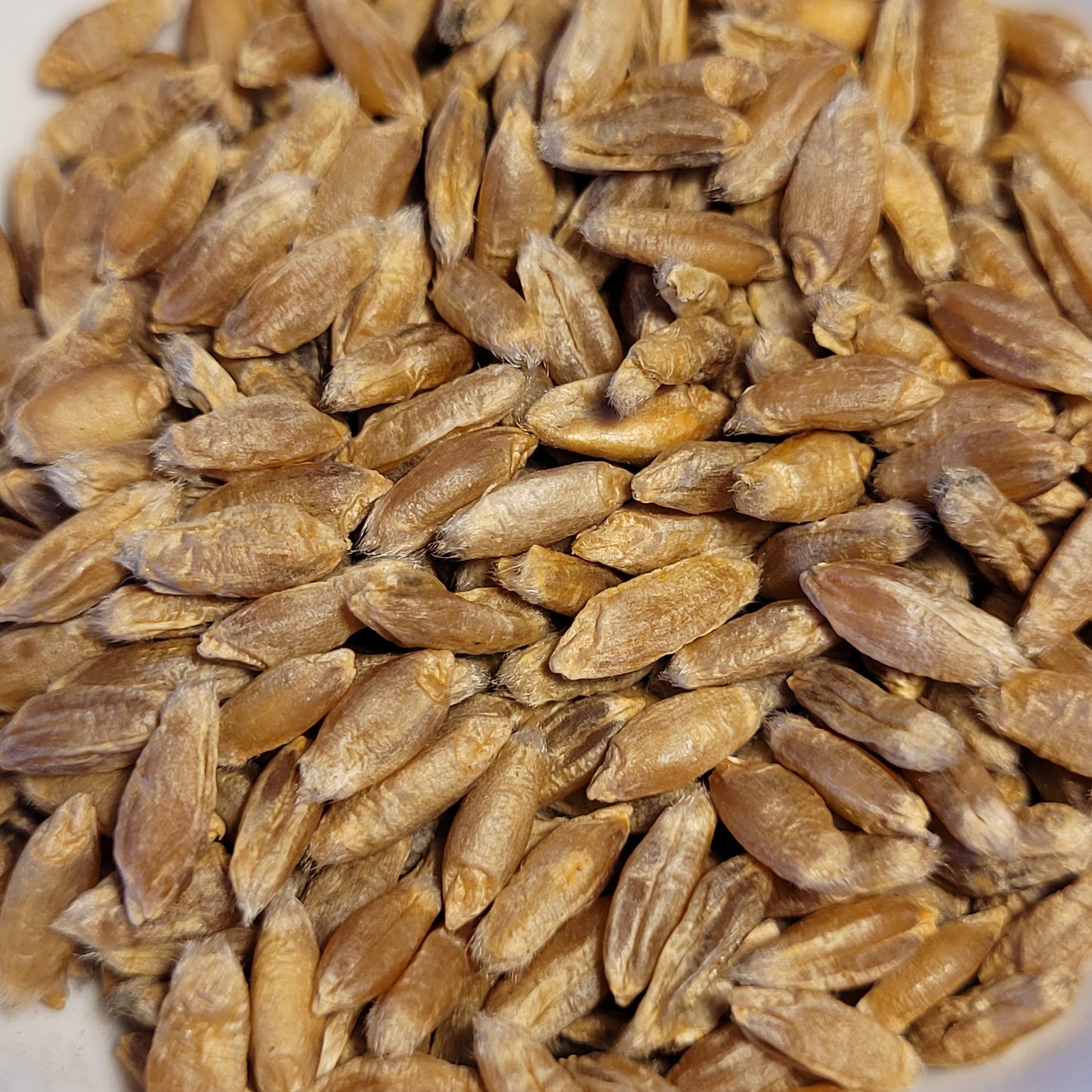 seeds of Touzelle Rouge de Provence Wheat