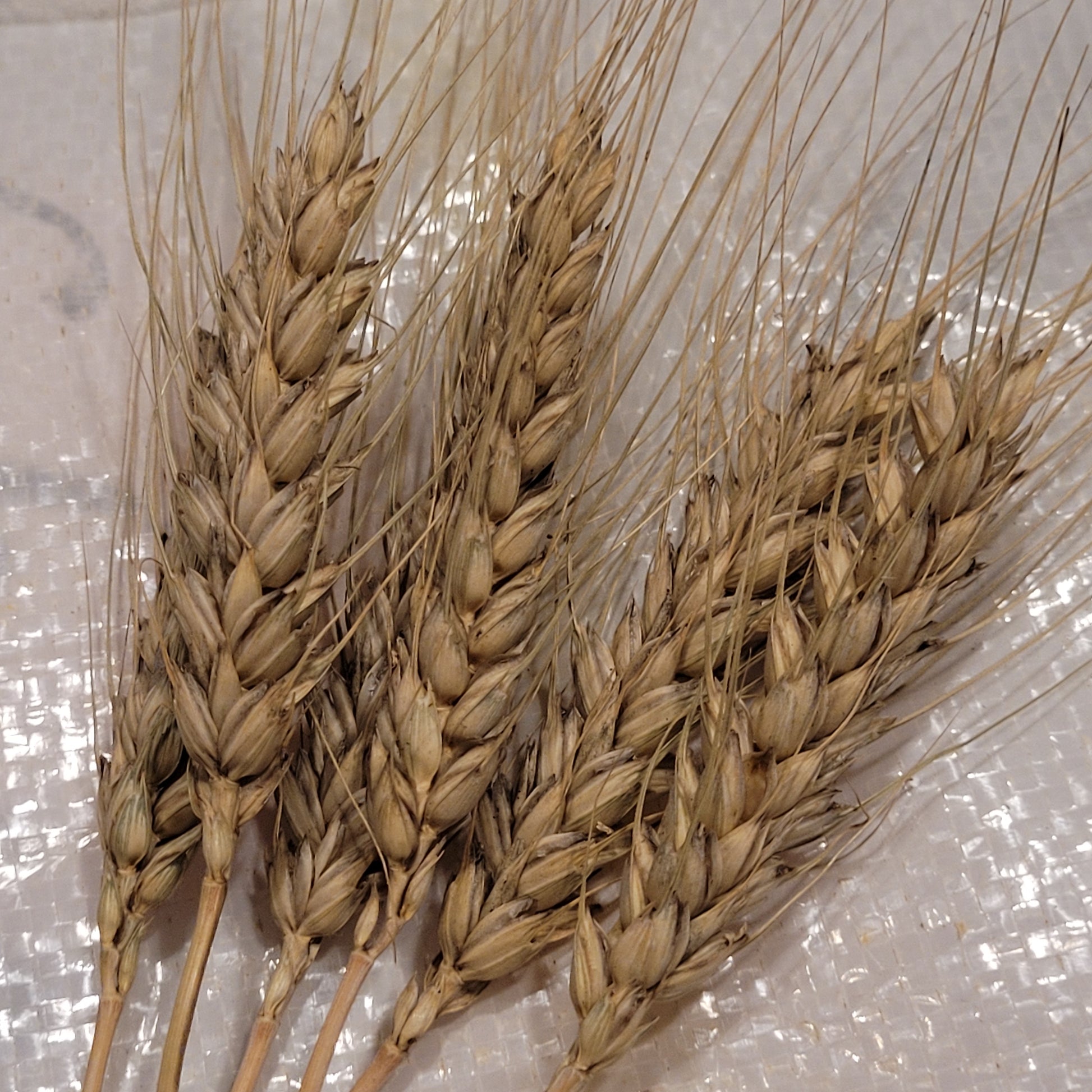 awned heads of Gharnovka Durum Wheat