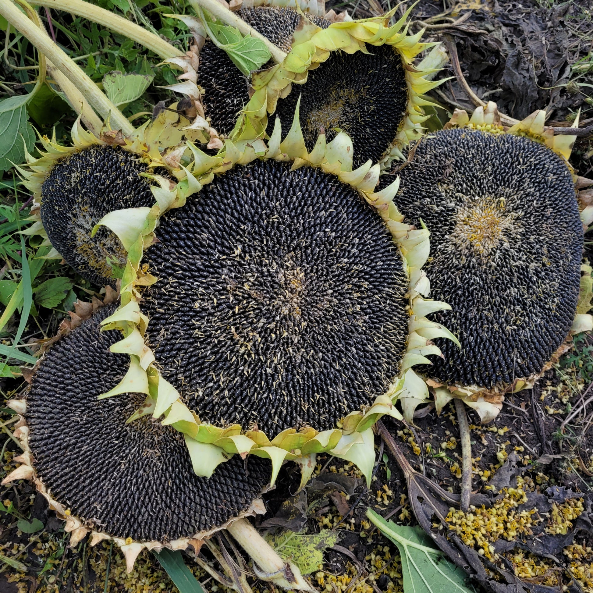 heads of Rostov Sunflower
