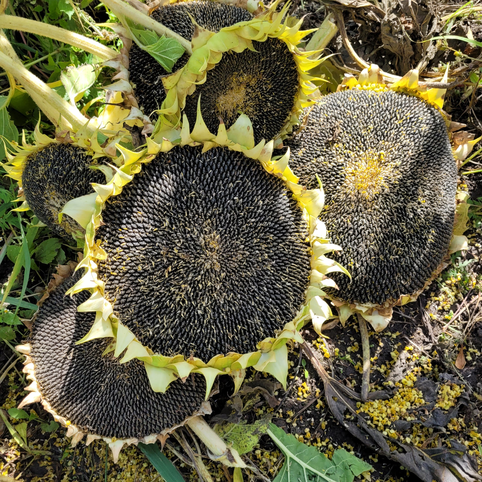 heads of Rostov Sunflower