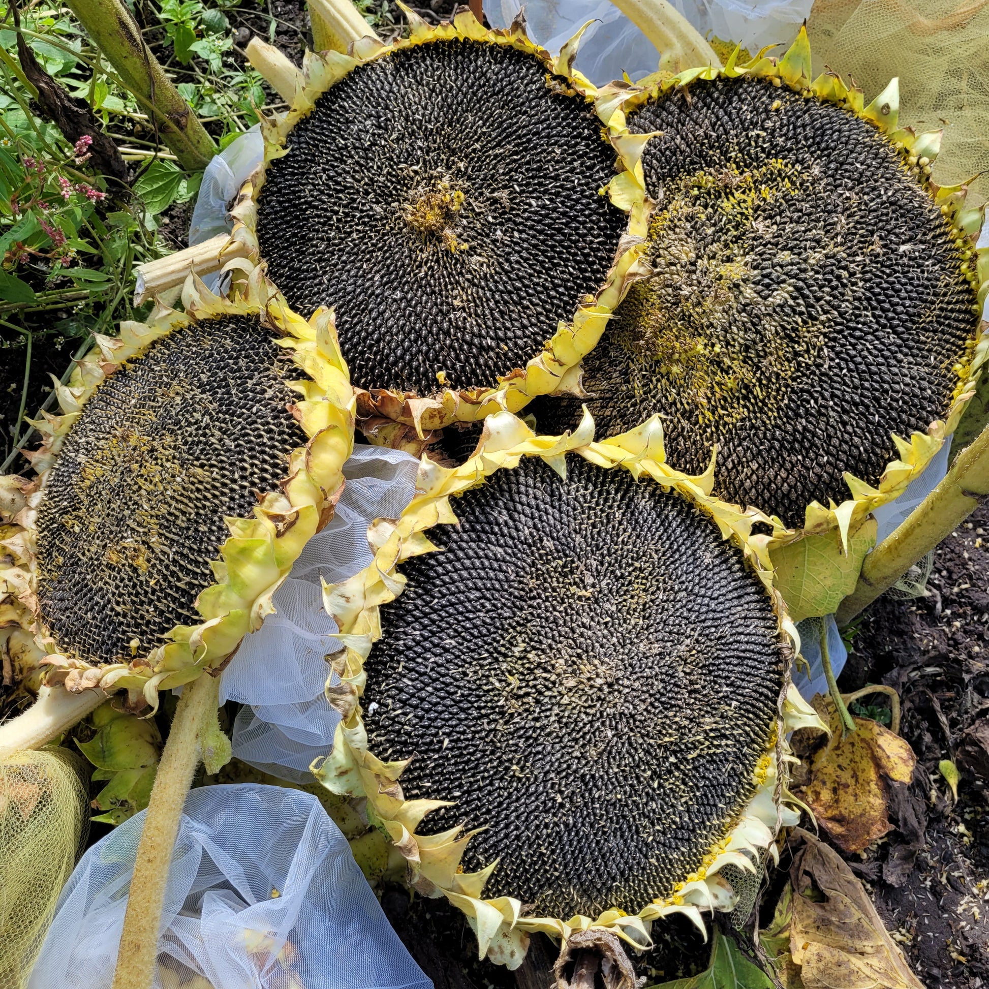 heads of Rostov Sunflower