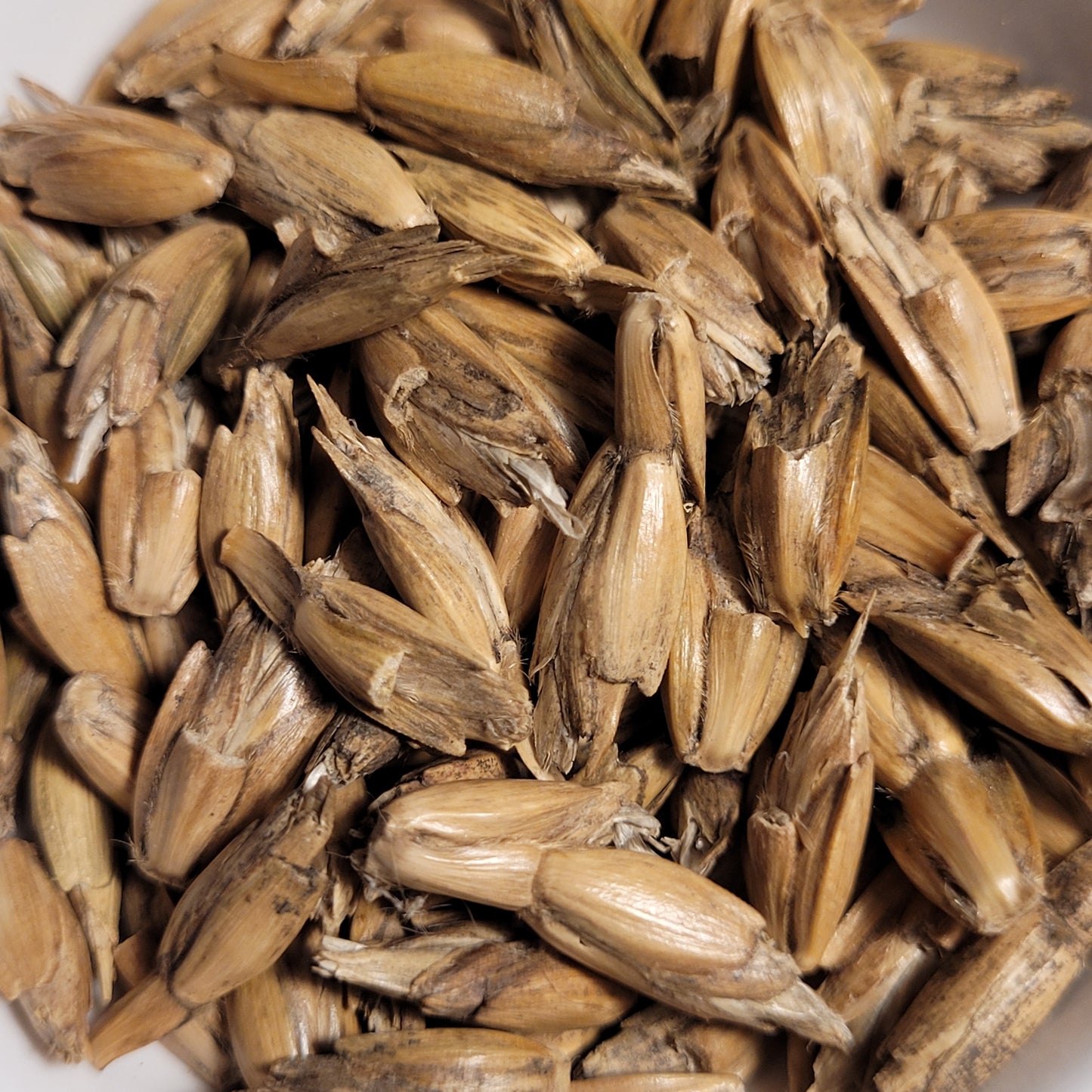 seeds of Bregenzer Roter Spelz (Spelt)