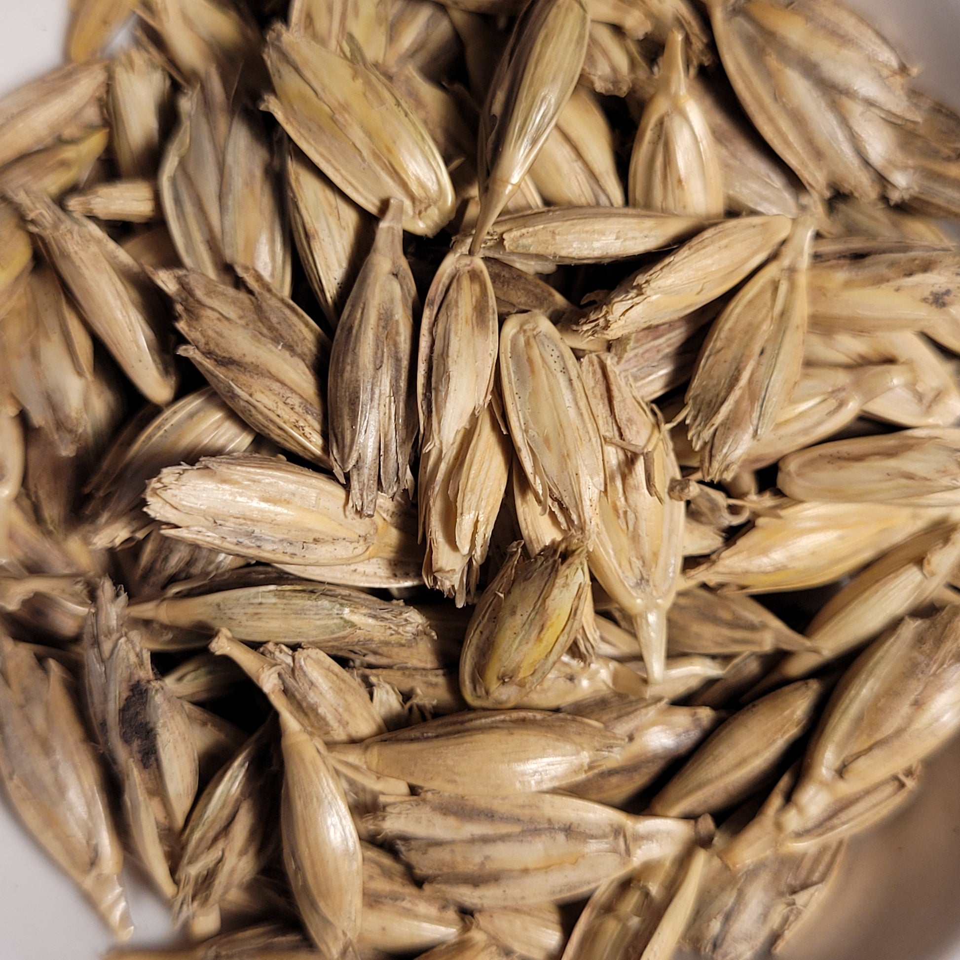 seeds of Khapli Emmer
