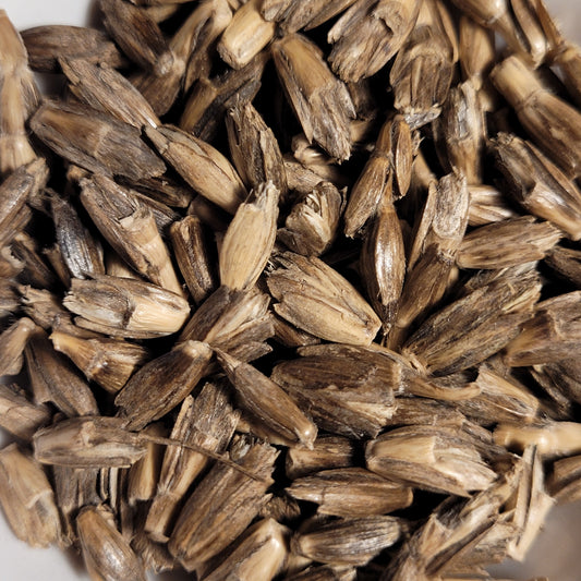 seeds of Schwarzer Winter Grannen Spelz (Spelt)