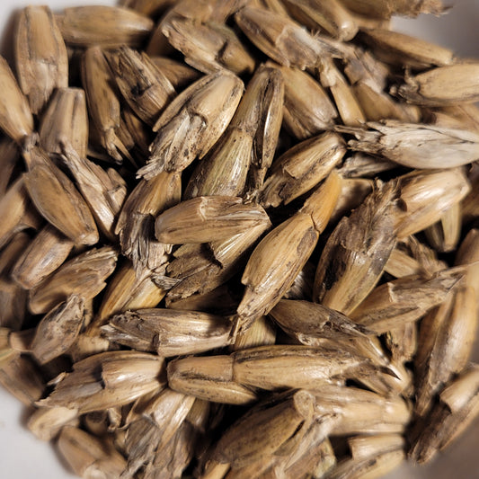 seeds of Stolz Brauner Winter Kolben Spelz (Spelt)