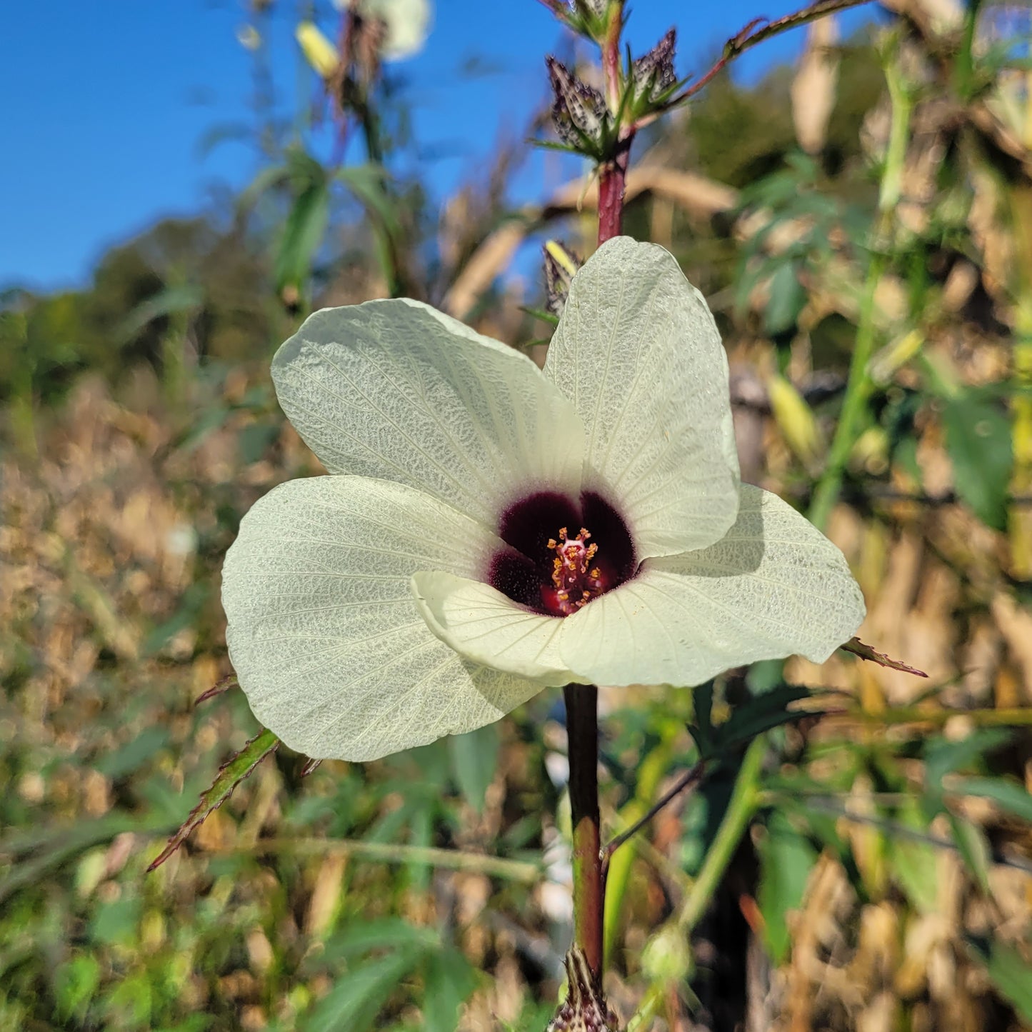 blossom of Homestead Kenaf