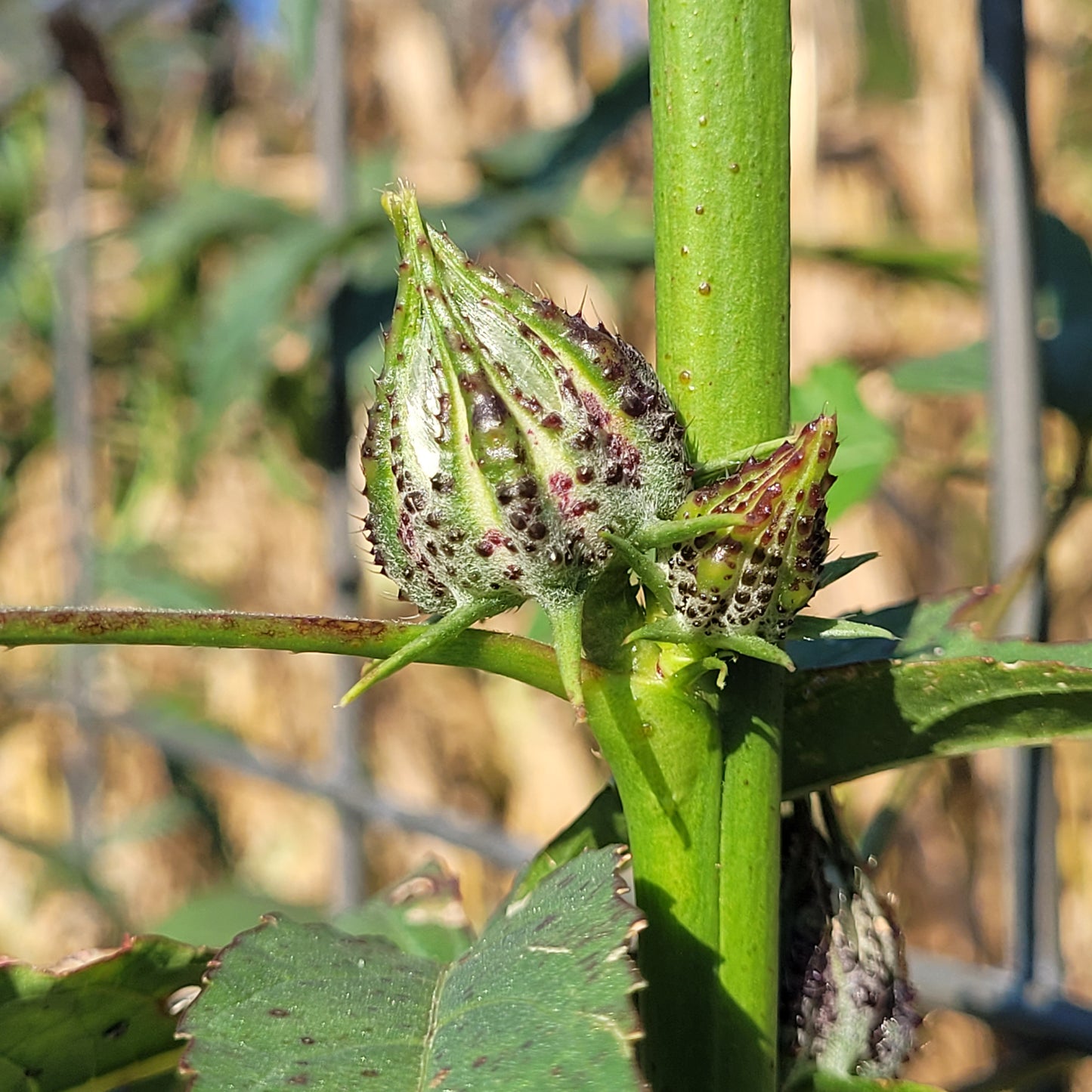 flower bud of Homestead Kenaf