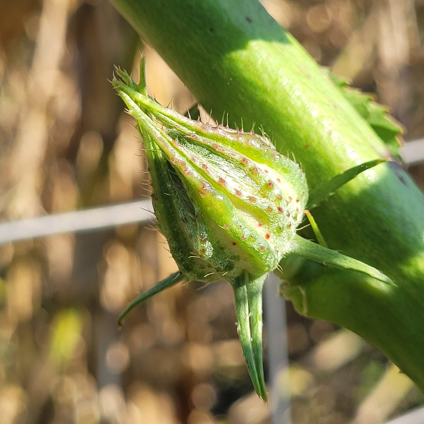flower bud of Homestead Kenaf