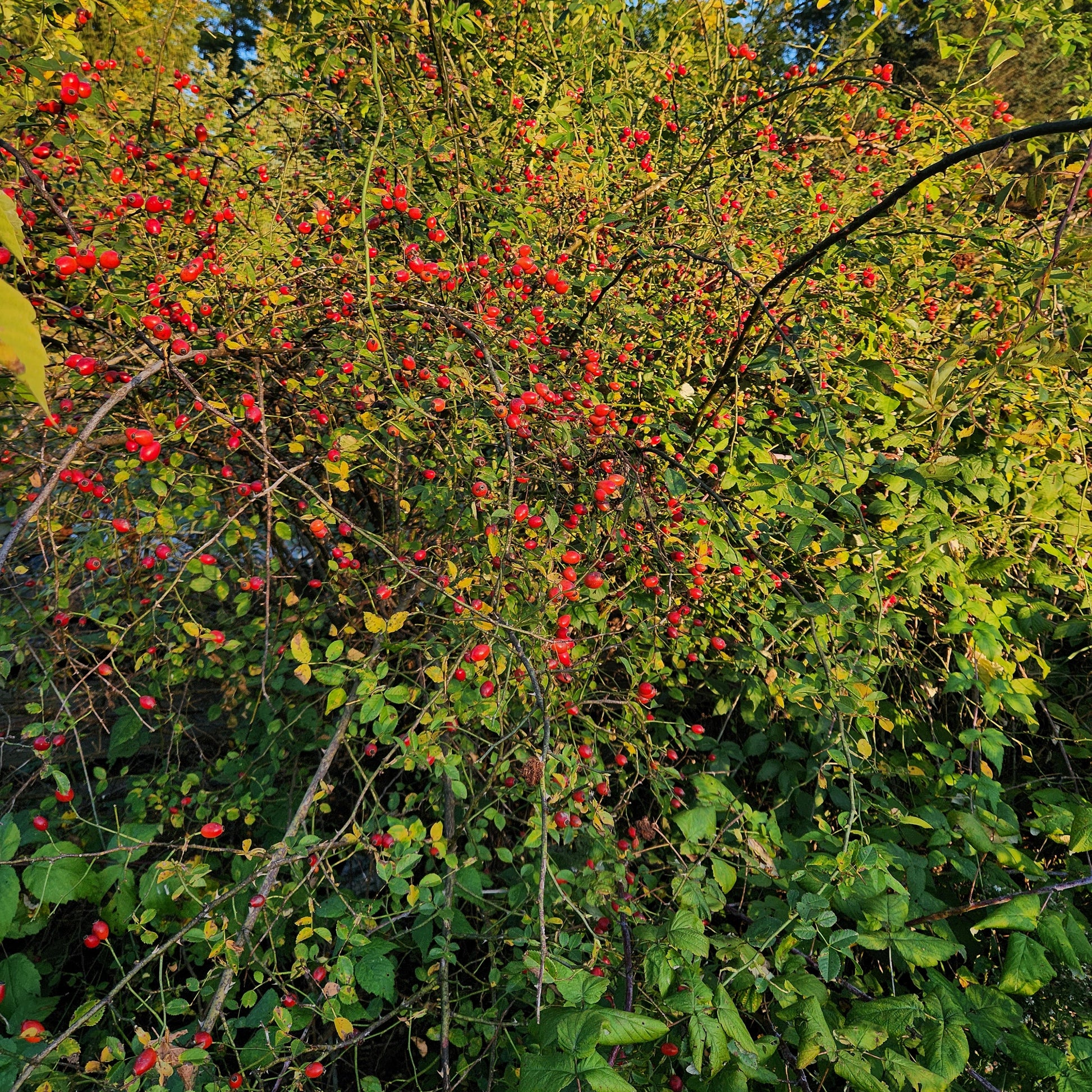 Rose Hips