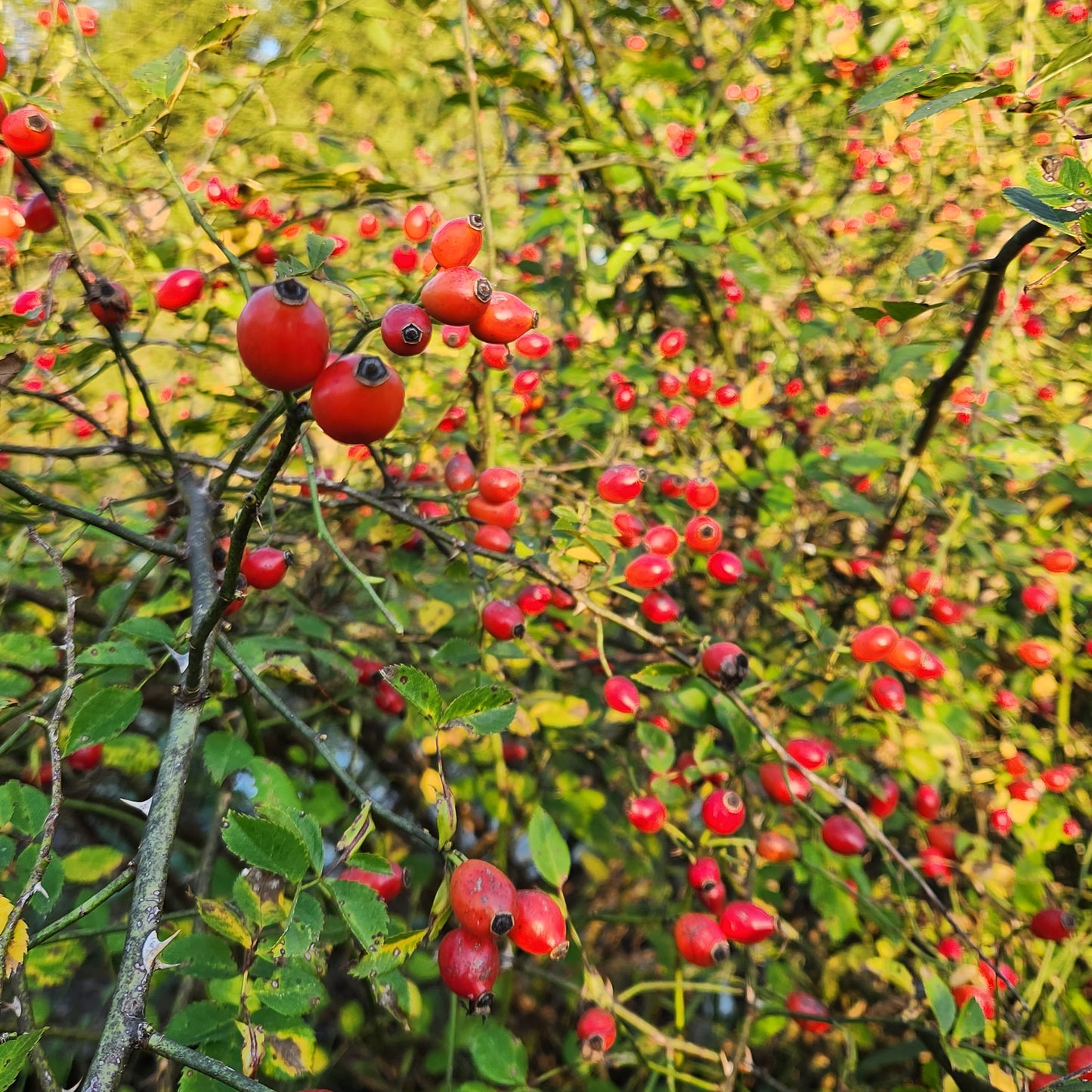 Rose Hips