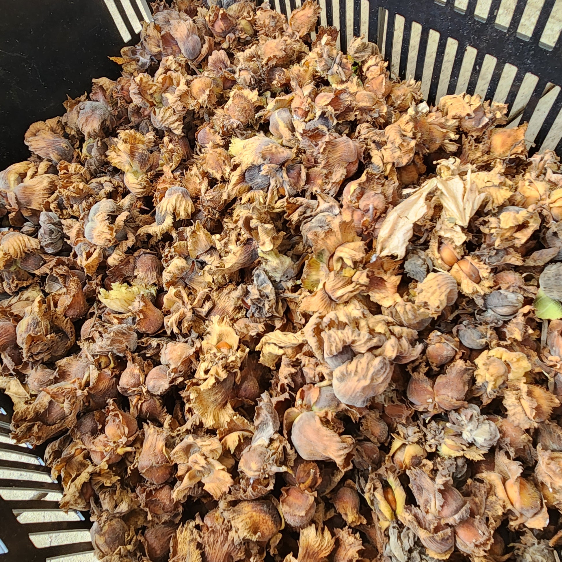 gathered American Hazelnut seeds being dried