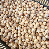 Red Oak seeds being gathered
