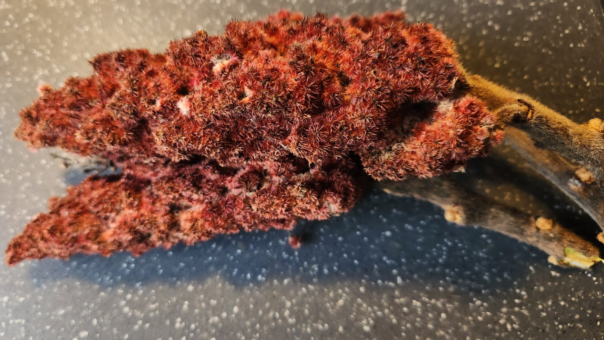 Staghorn Sumac