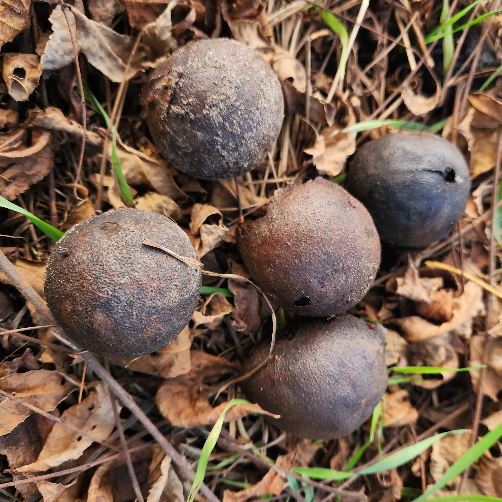 Black Walnuts still in their hulls
