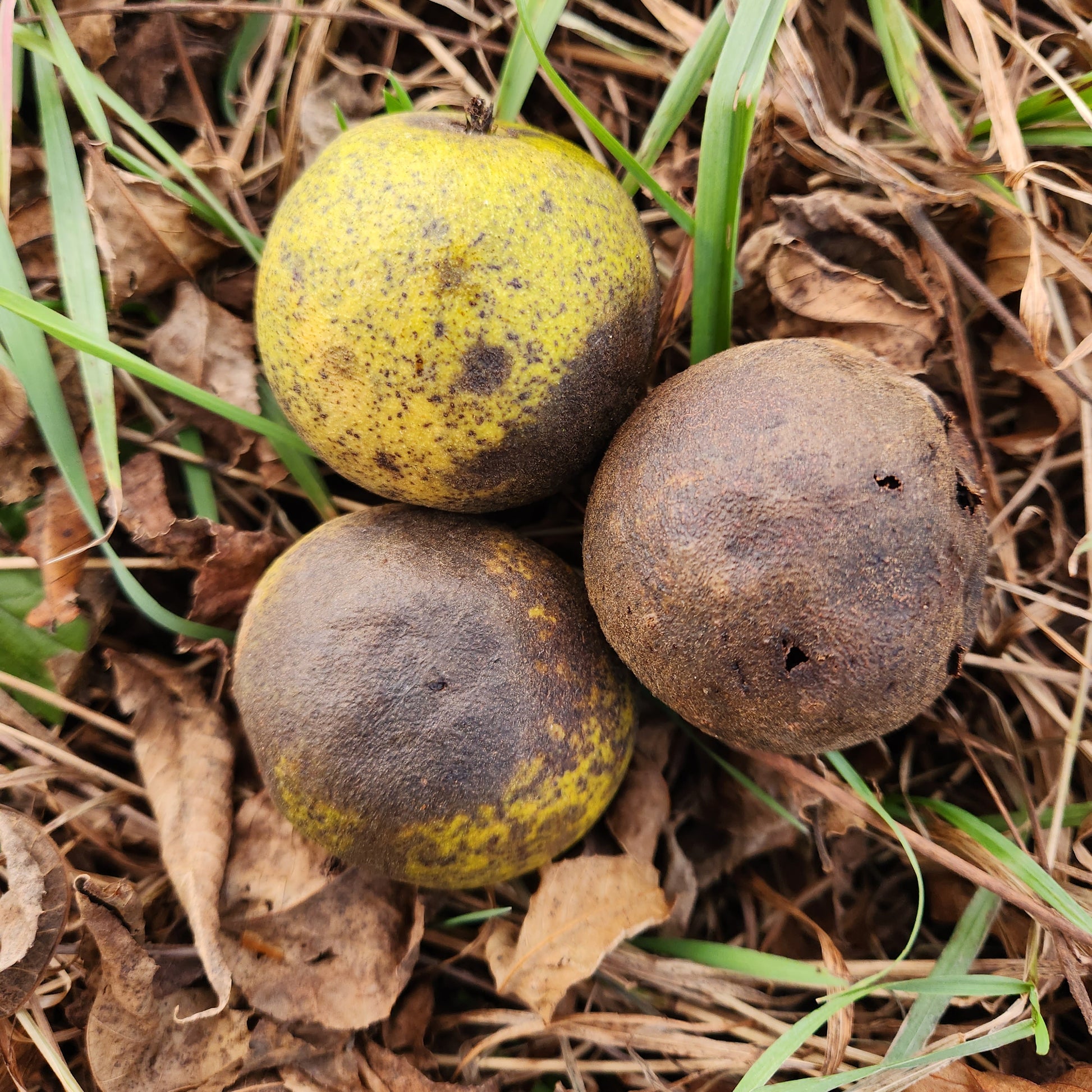 hulls turn from green to dark brown for Black Walnuts