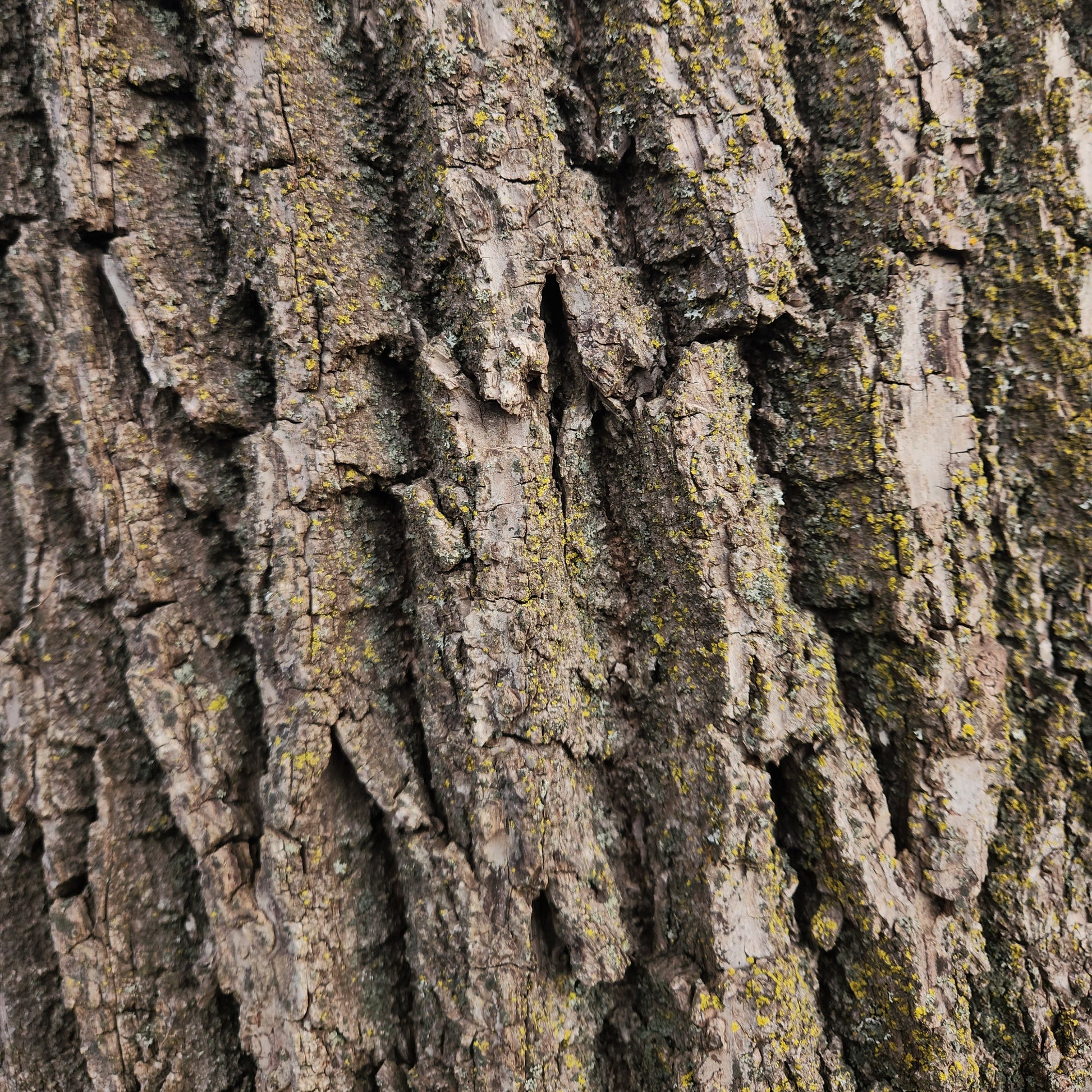 bark of that big Black Walnut tree