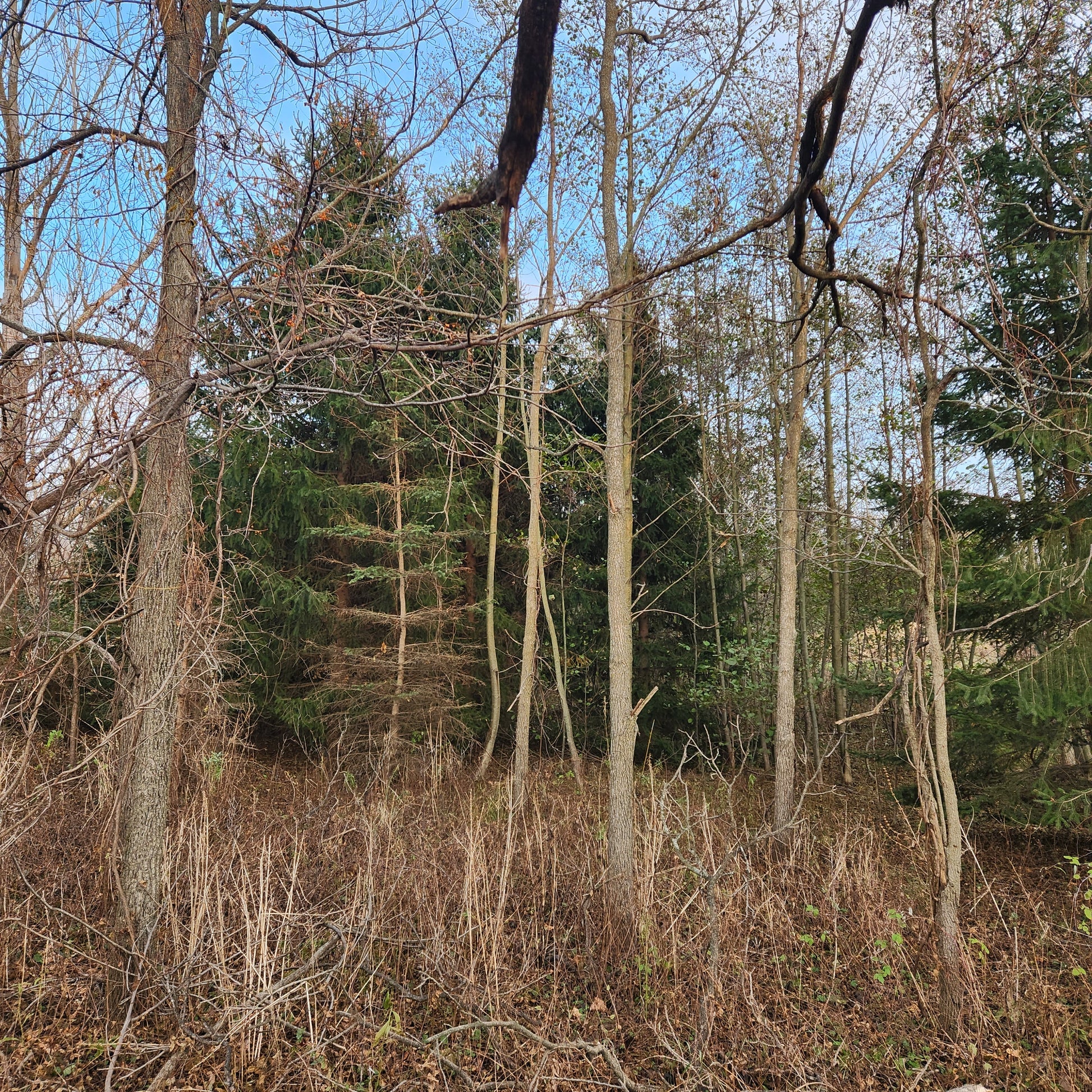 About 25 years ago, I helped the squirrels plant these Black Walnut closely together to get lumber trees