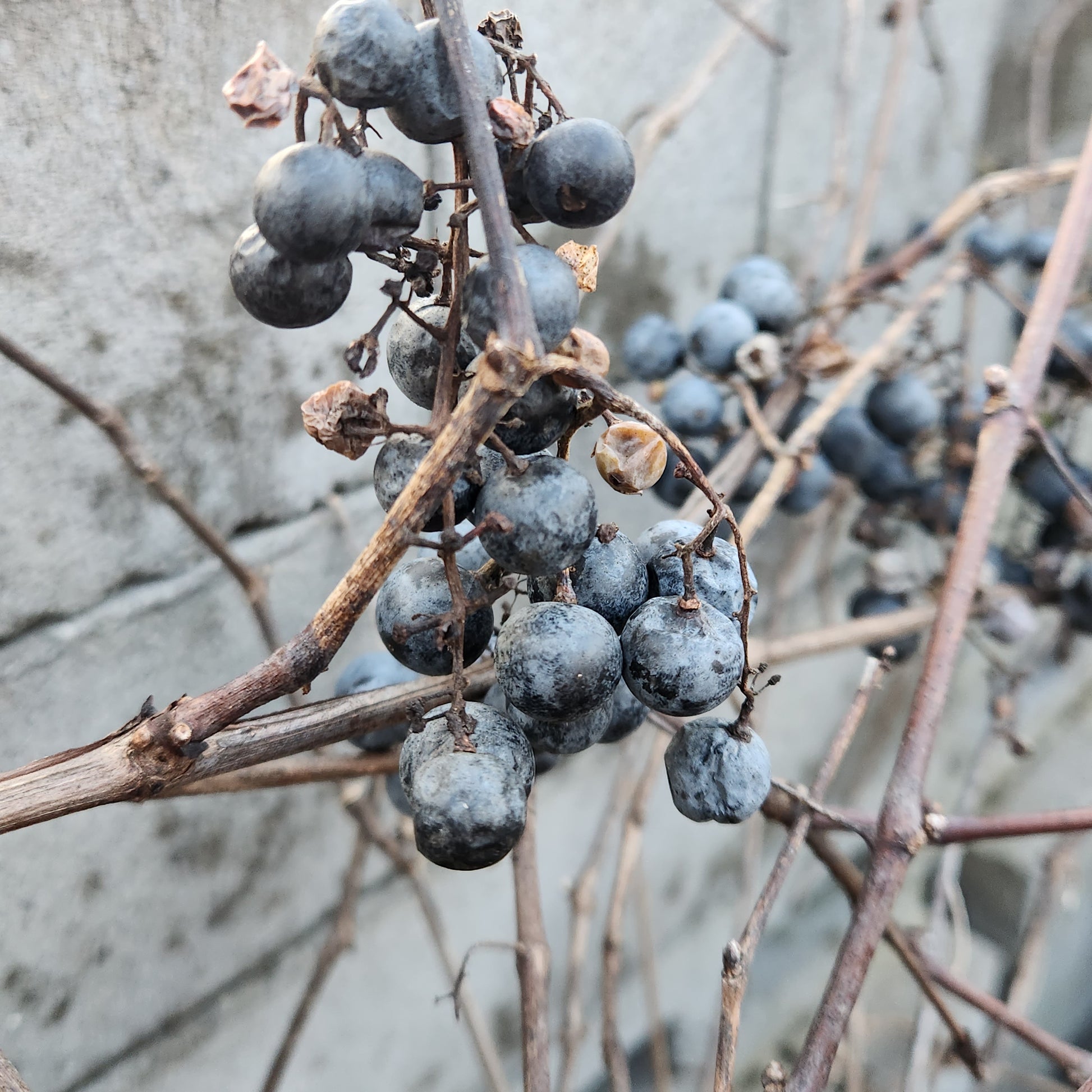 Wild Grapes very ripe in late fall