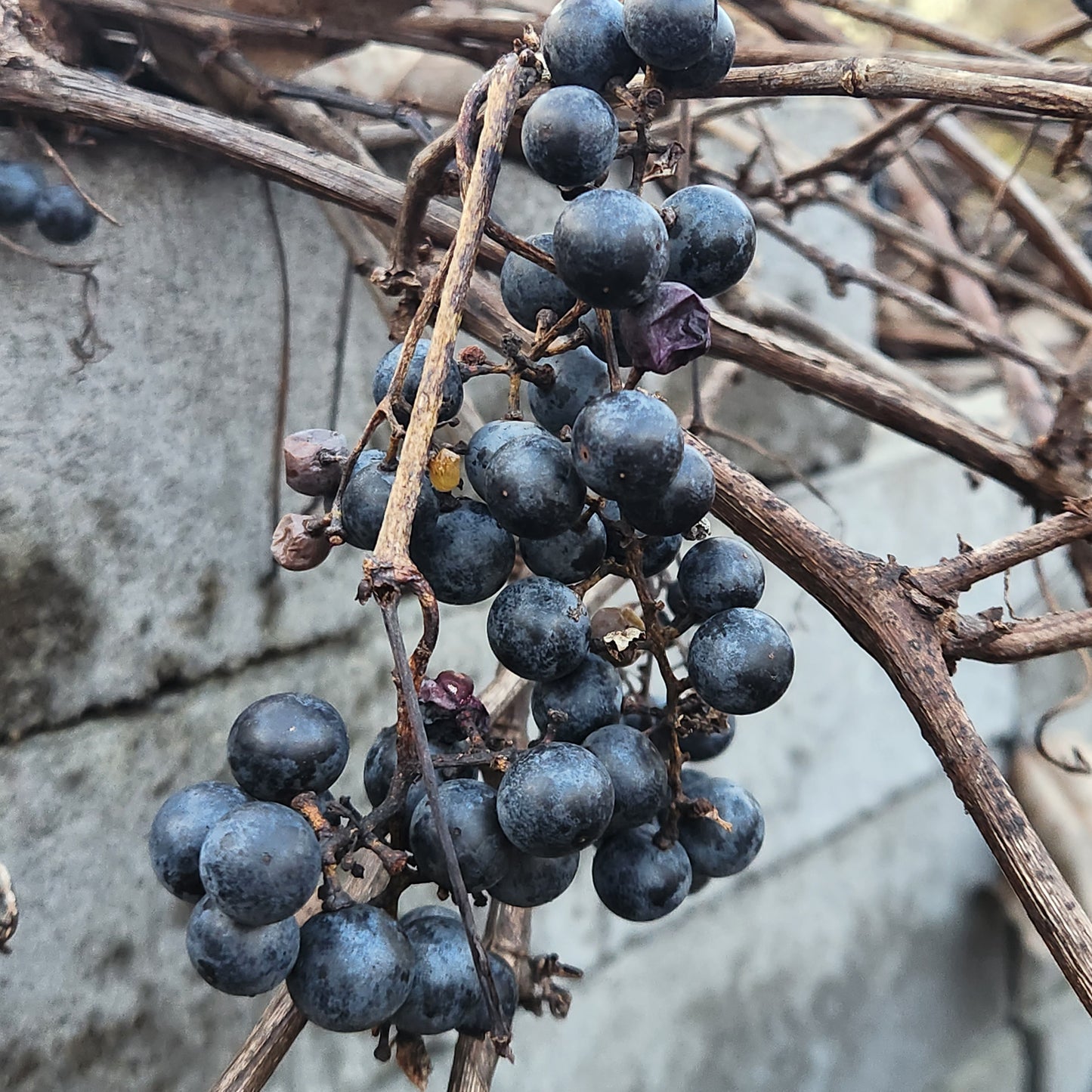 Wild Grapes very ripe in late fall