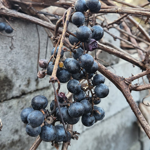 Wild Grapes very ripe in late fall