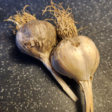goal of growing garlic