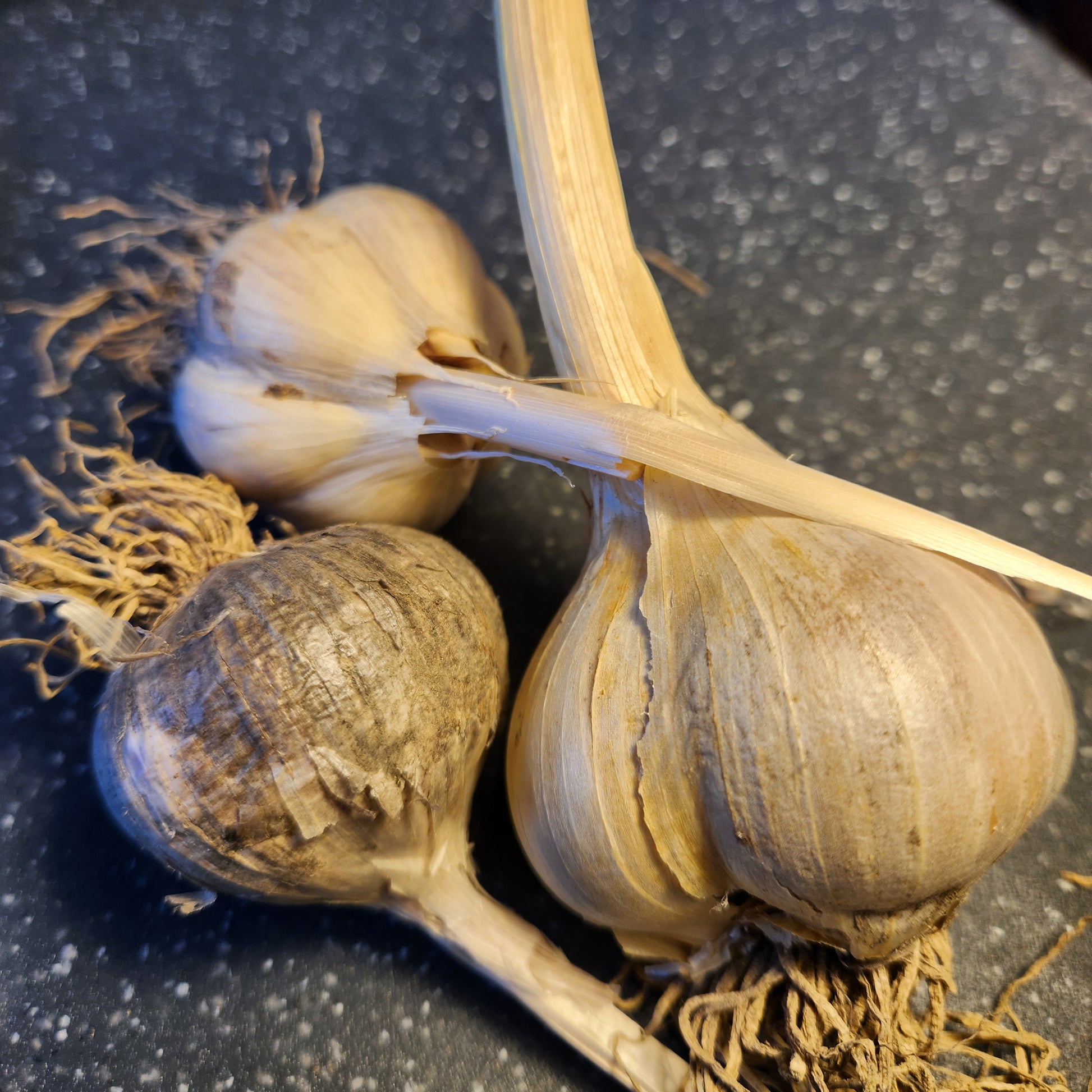 goal of growing garlic