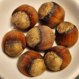 nuts of American Hazelnut