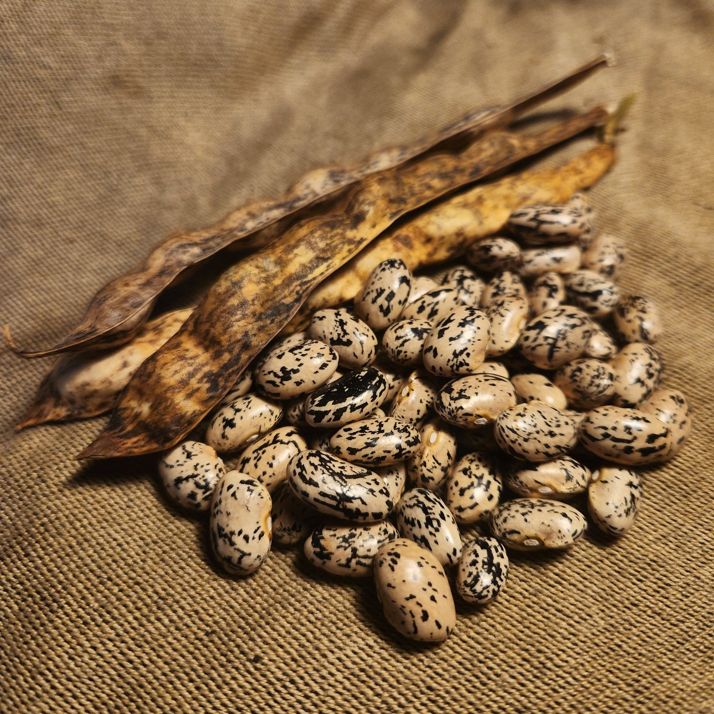 Illinois Wild Goose Bean