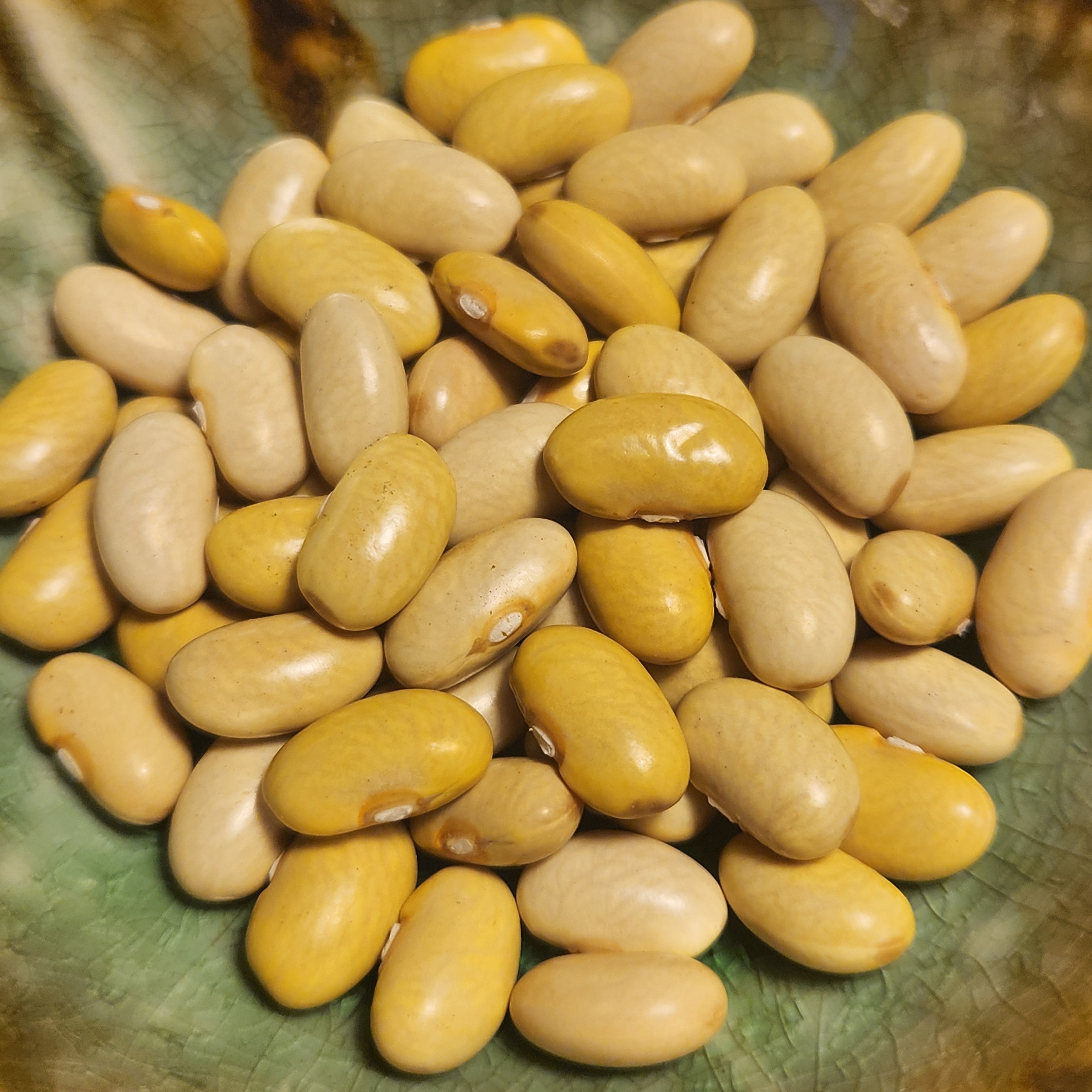 mayo garden seeds Mayocoba Bean – Great Lakes Staple Seeds