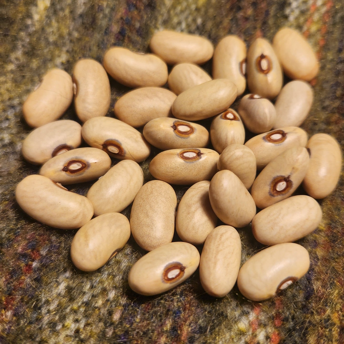 Verdon Bean