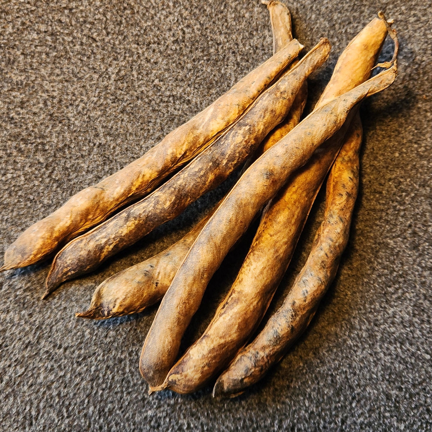 dried pods of Seaweed Bean