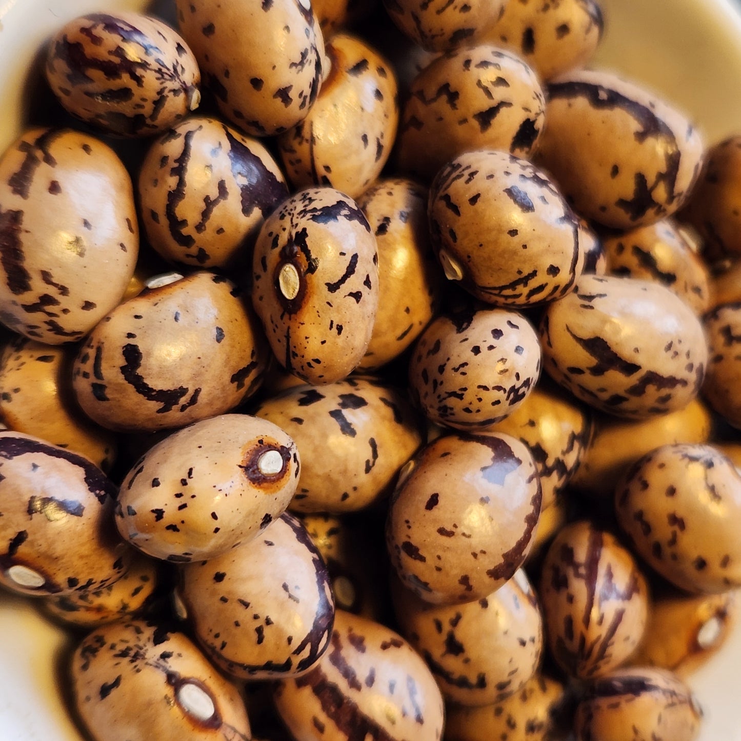 seeds of Seaweed Bean