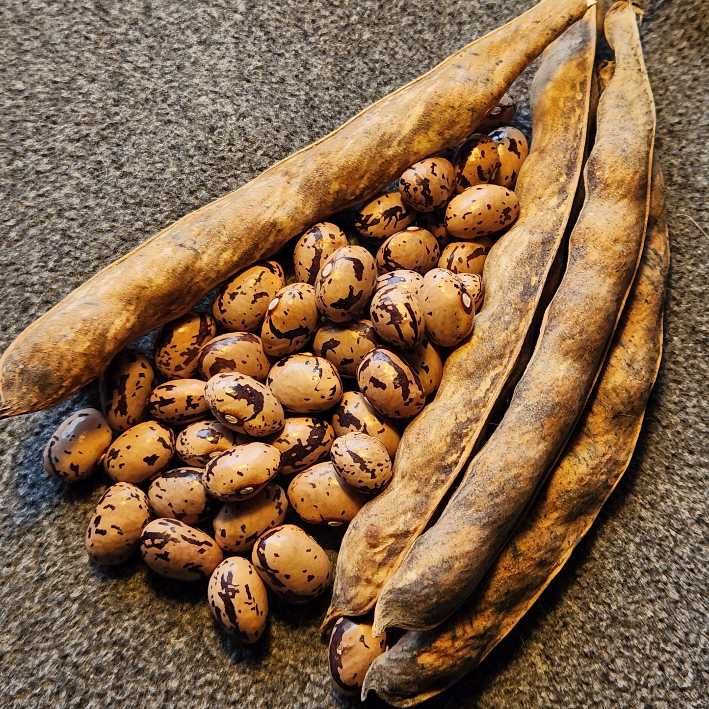 bean seeds with dried pods of Seaweed Bean