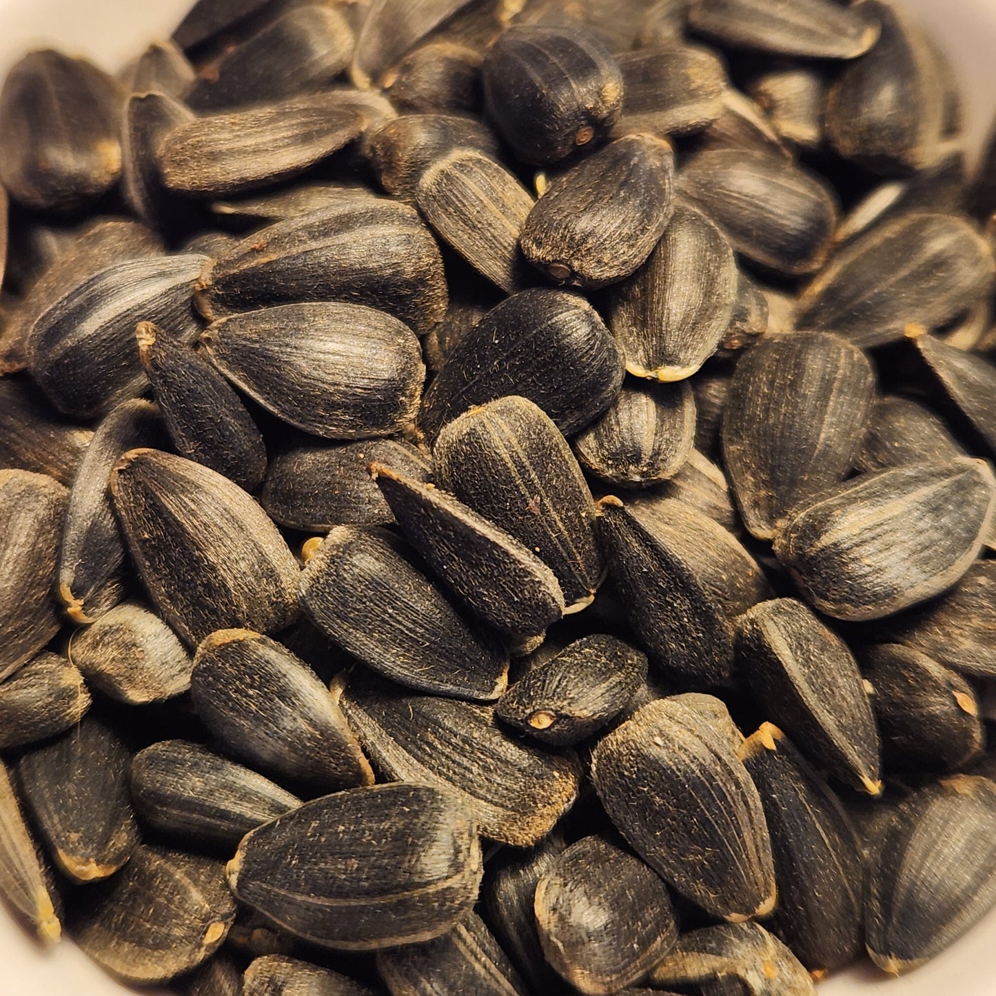 Homestead Oilseed Sunflowers seeds
