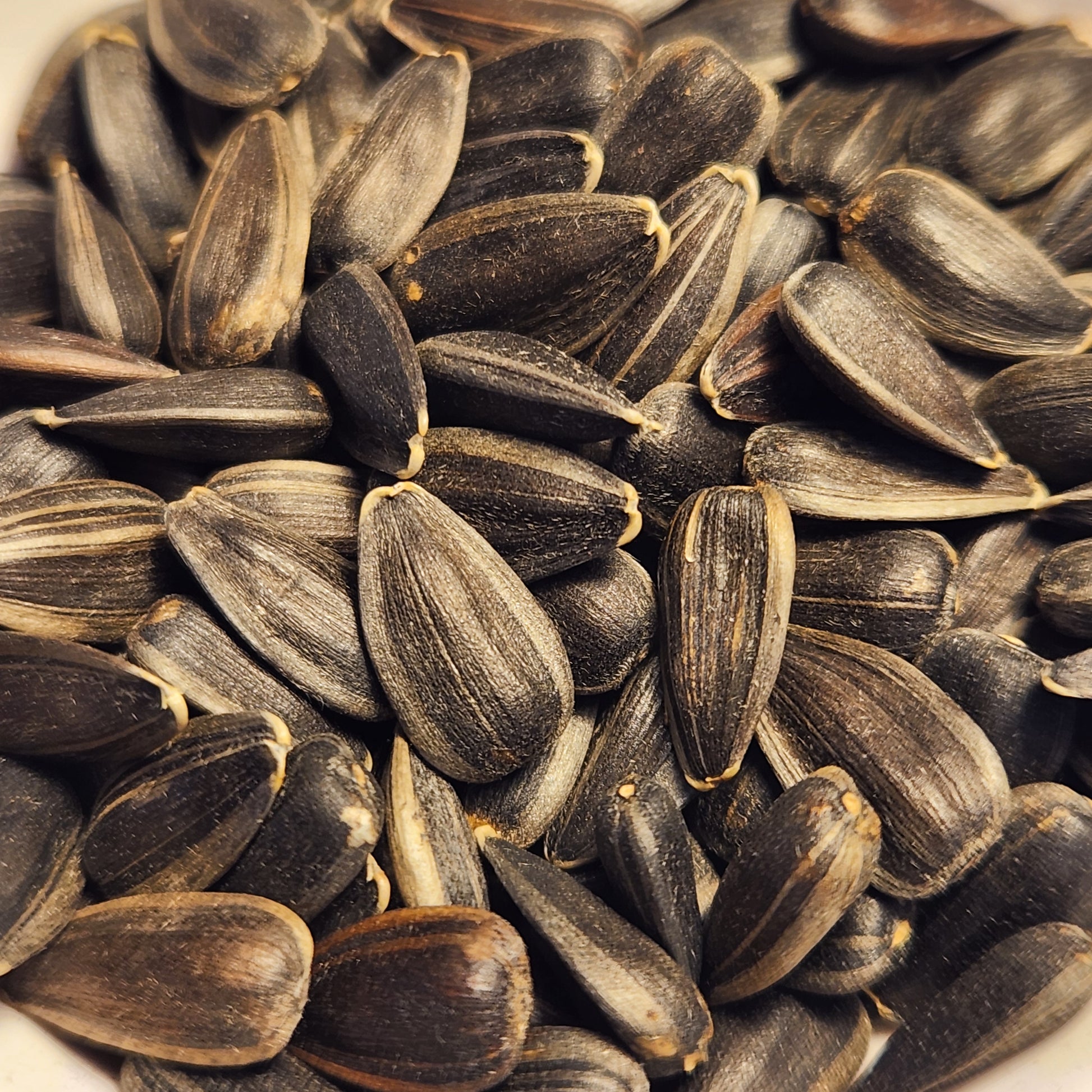 Rostov Sunflower (seeds)