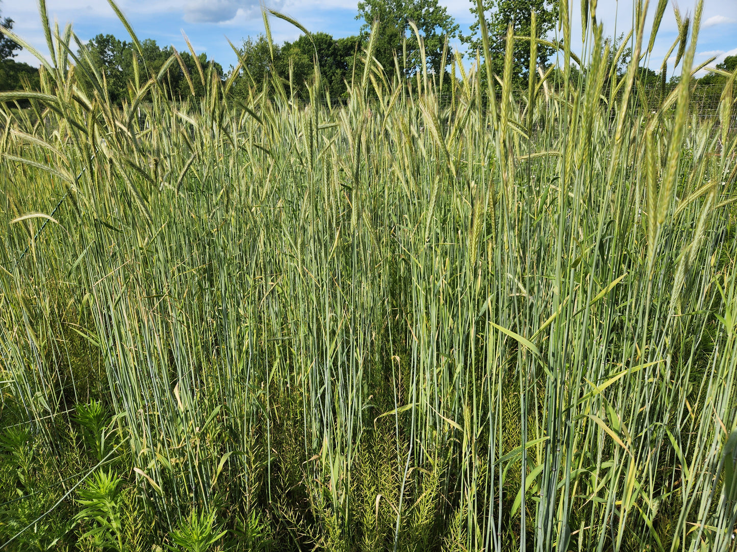 Rosen Rye