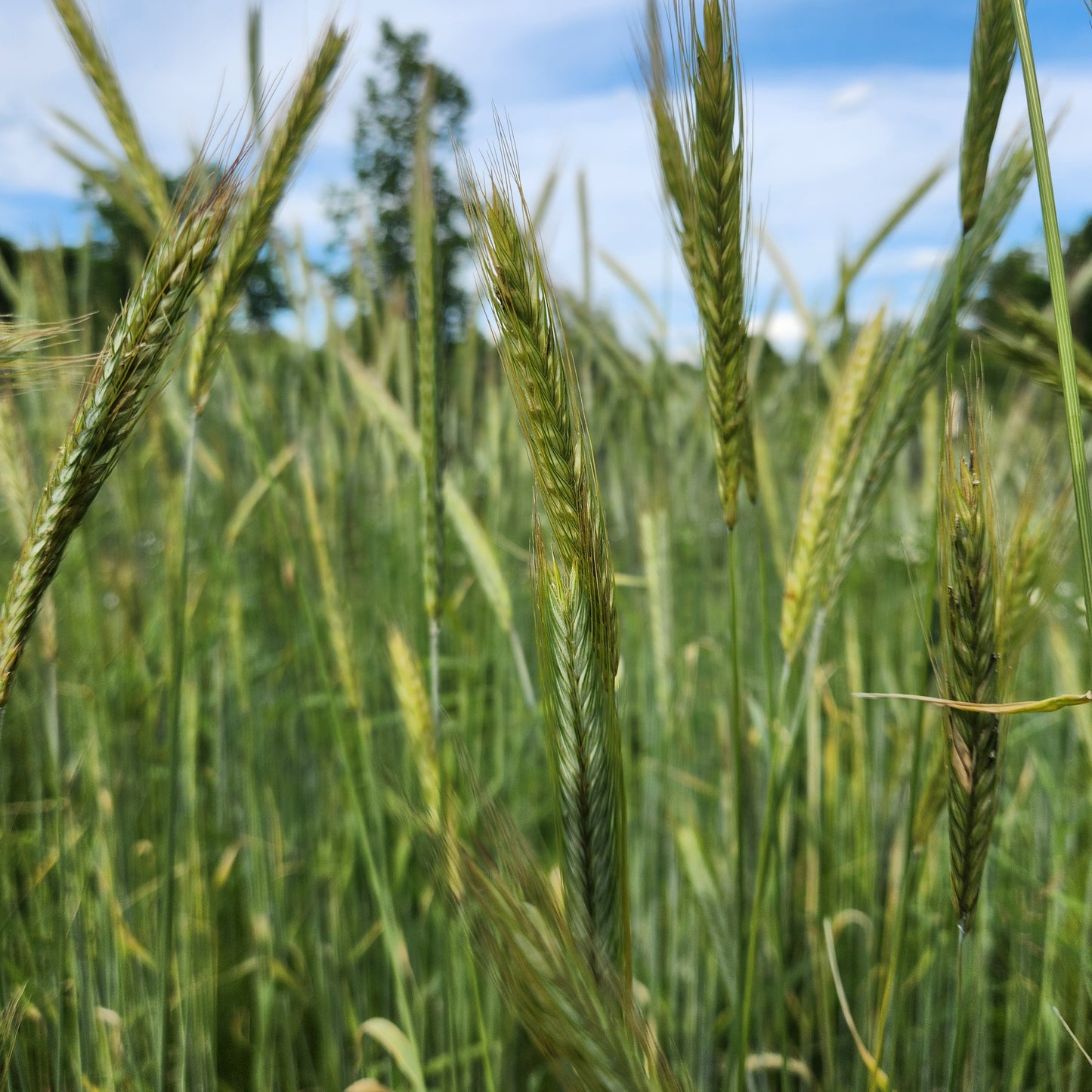 Rosen Rye