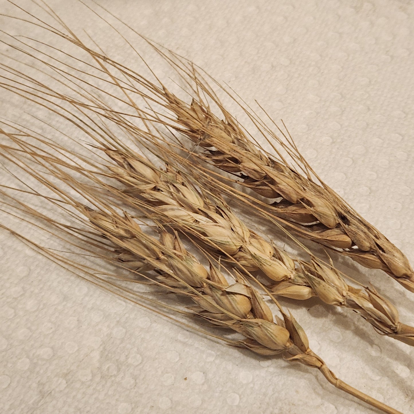 awned heads of Terminillo Wheat