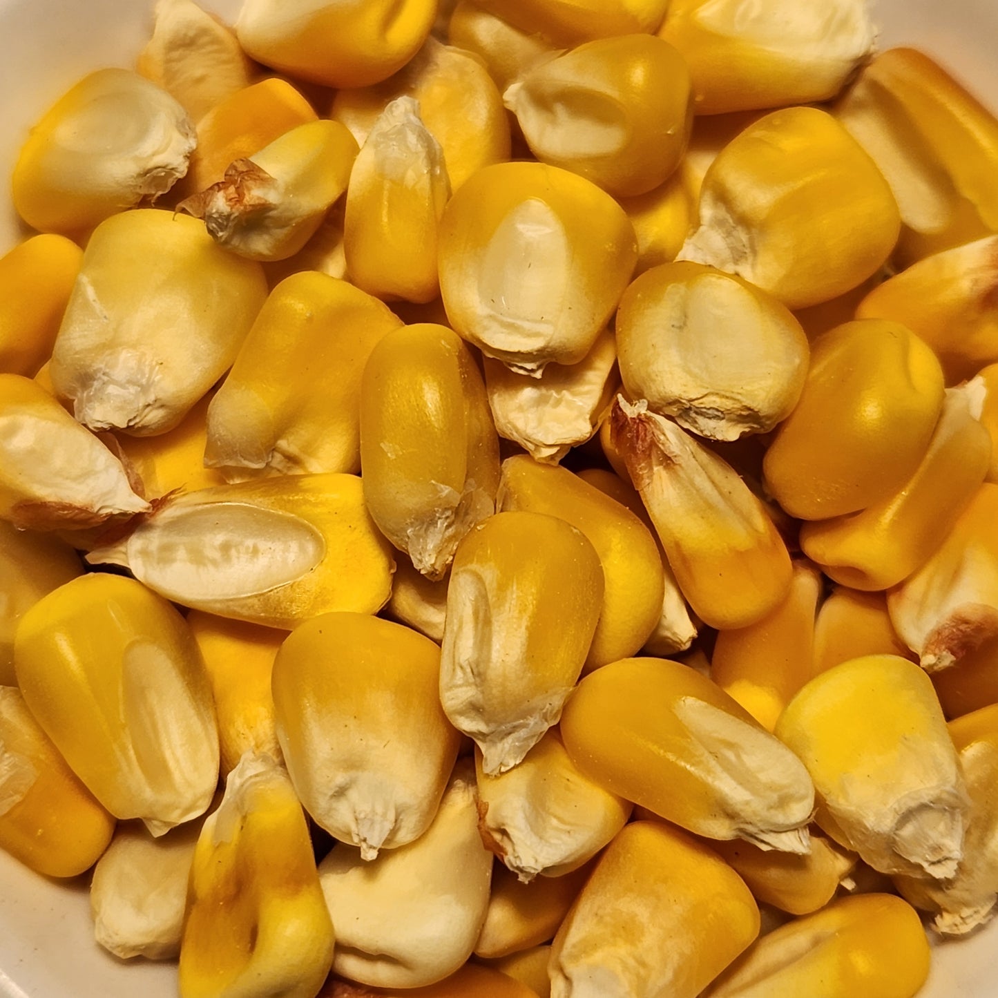 seeds of Homestead Chicken Feed Dent