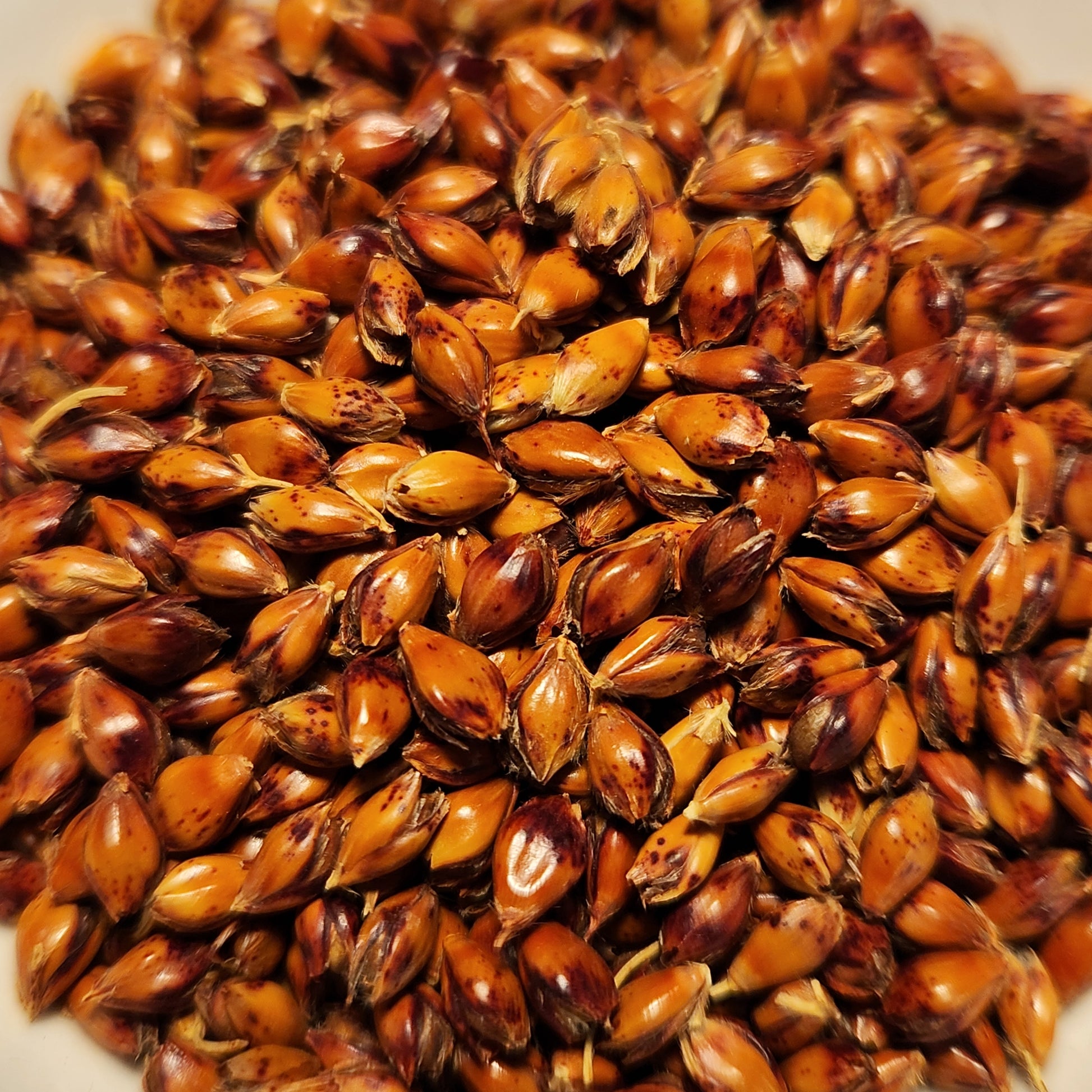 seeds of Iowa Red Broomcorn (Sorghum)