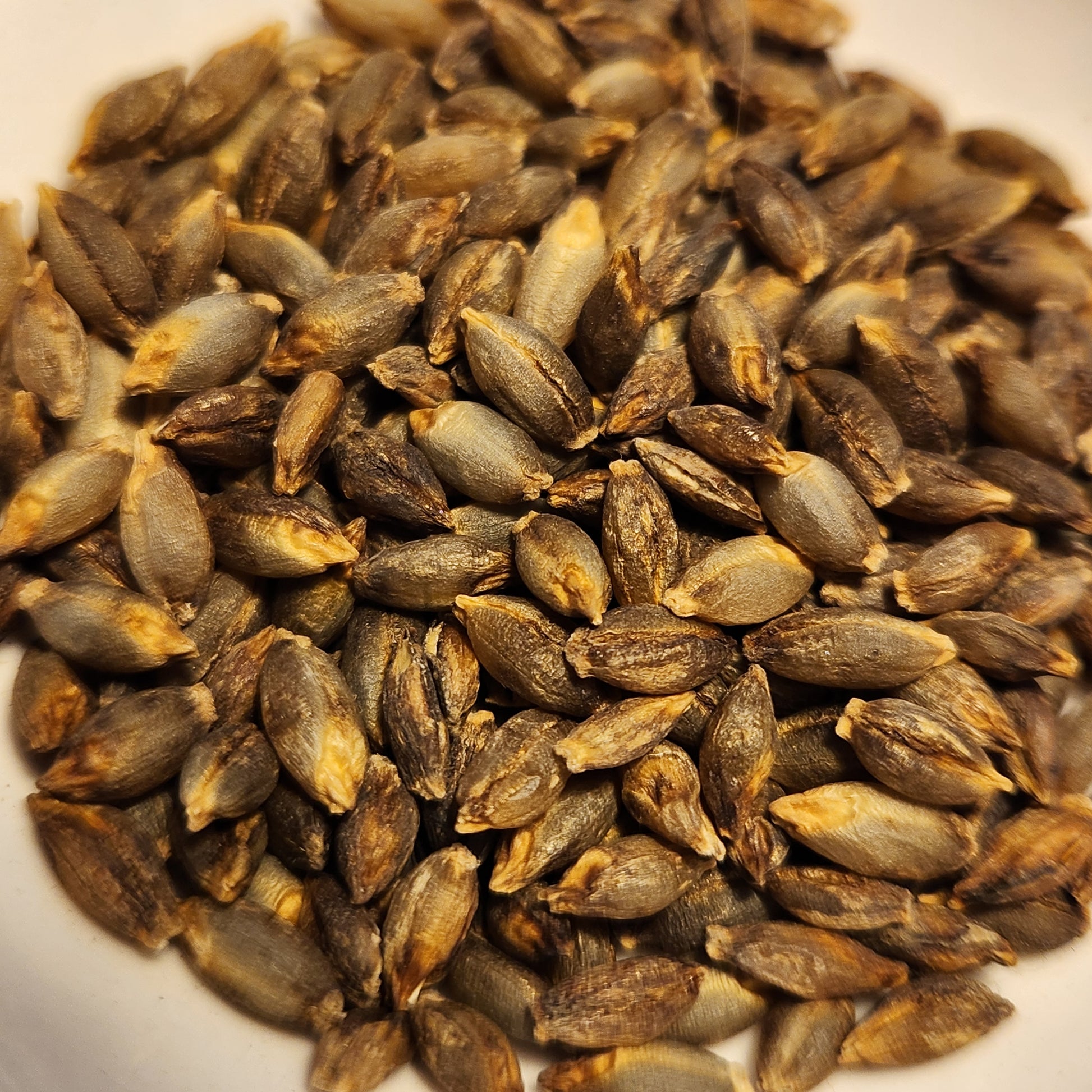 Ou Wa Qing Ke Barley seeds