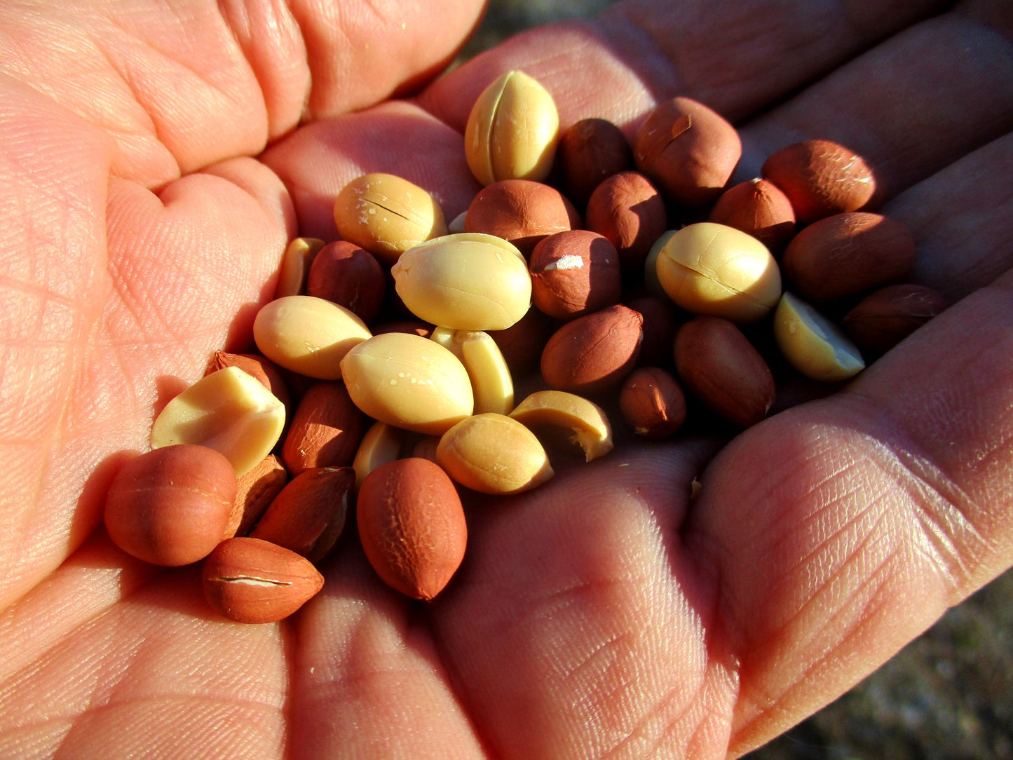 Little August makes for a richly flavored roasted peanut.