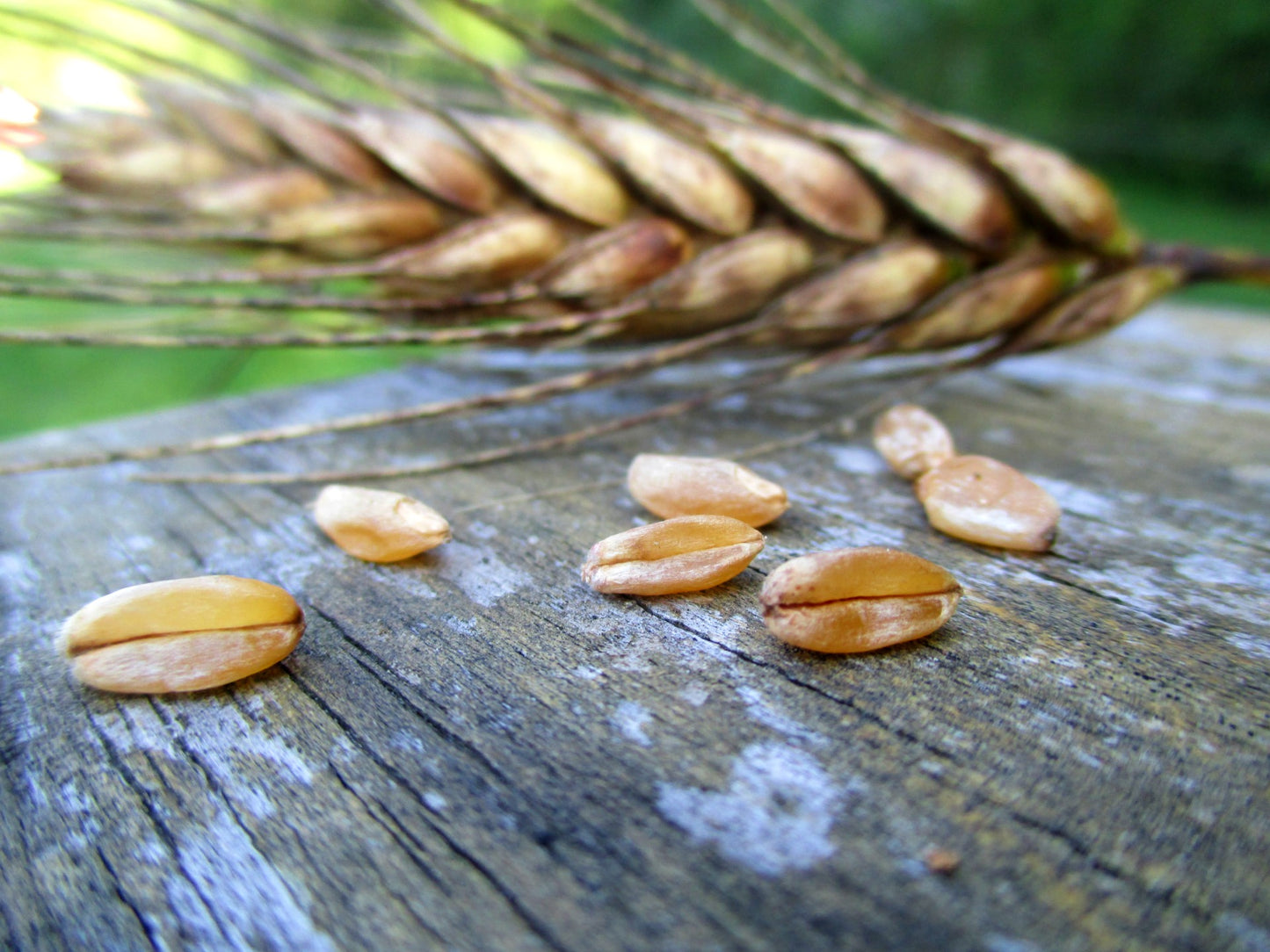 Xinchan Rice Wheat
