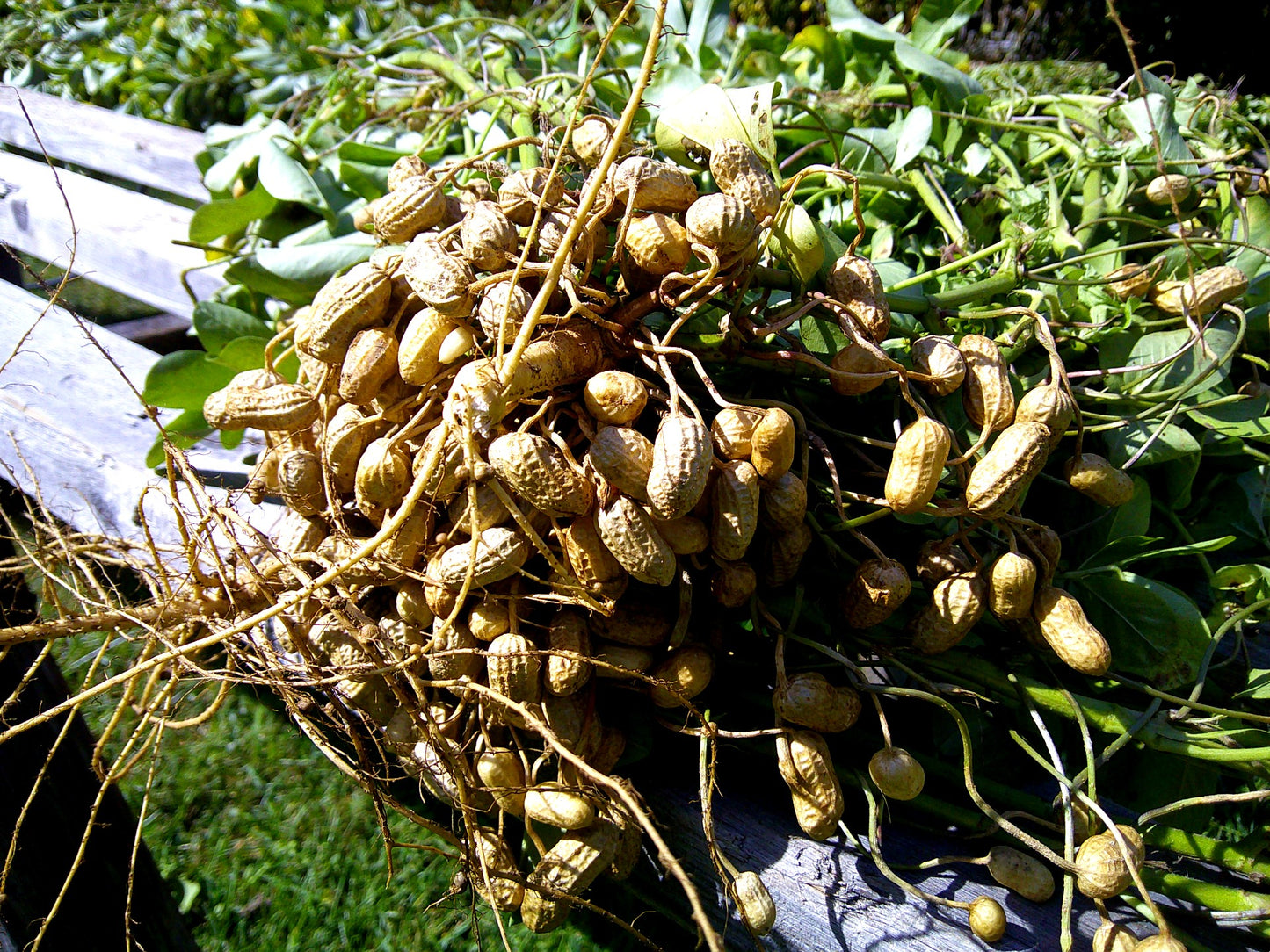 Negrito Manduvi Peanuts