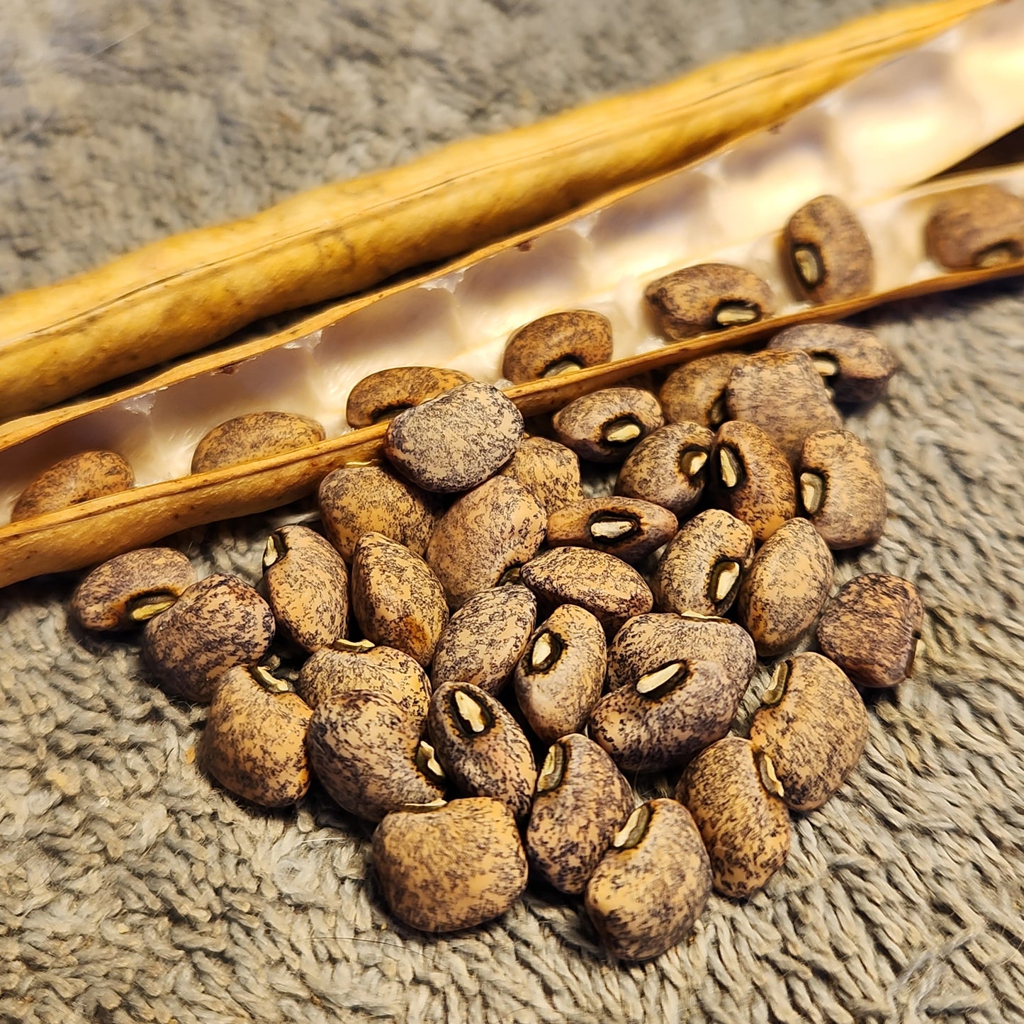 Blue Goose Cowpea