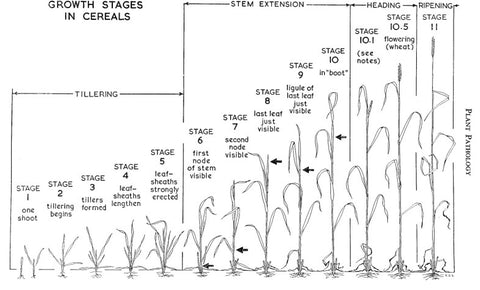 Grains (1954) Growth Stages in Cereals - Illustration of the Feekes Scale