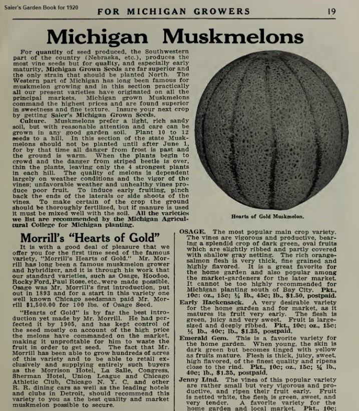 Morrill's Hearts of Gold Cantaloupe