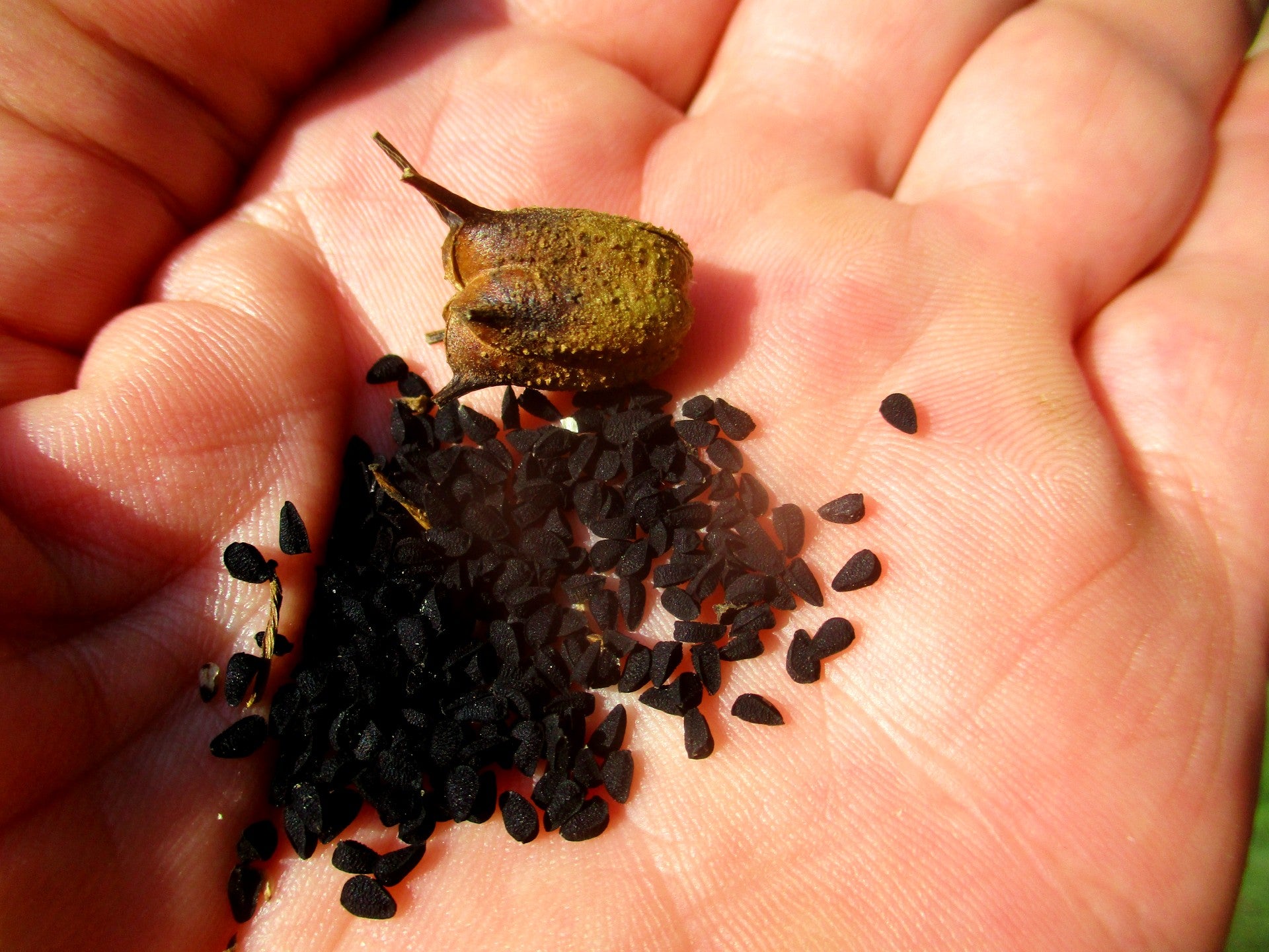 tiny black flower seeds Black Seed Nigella