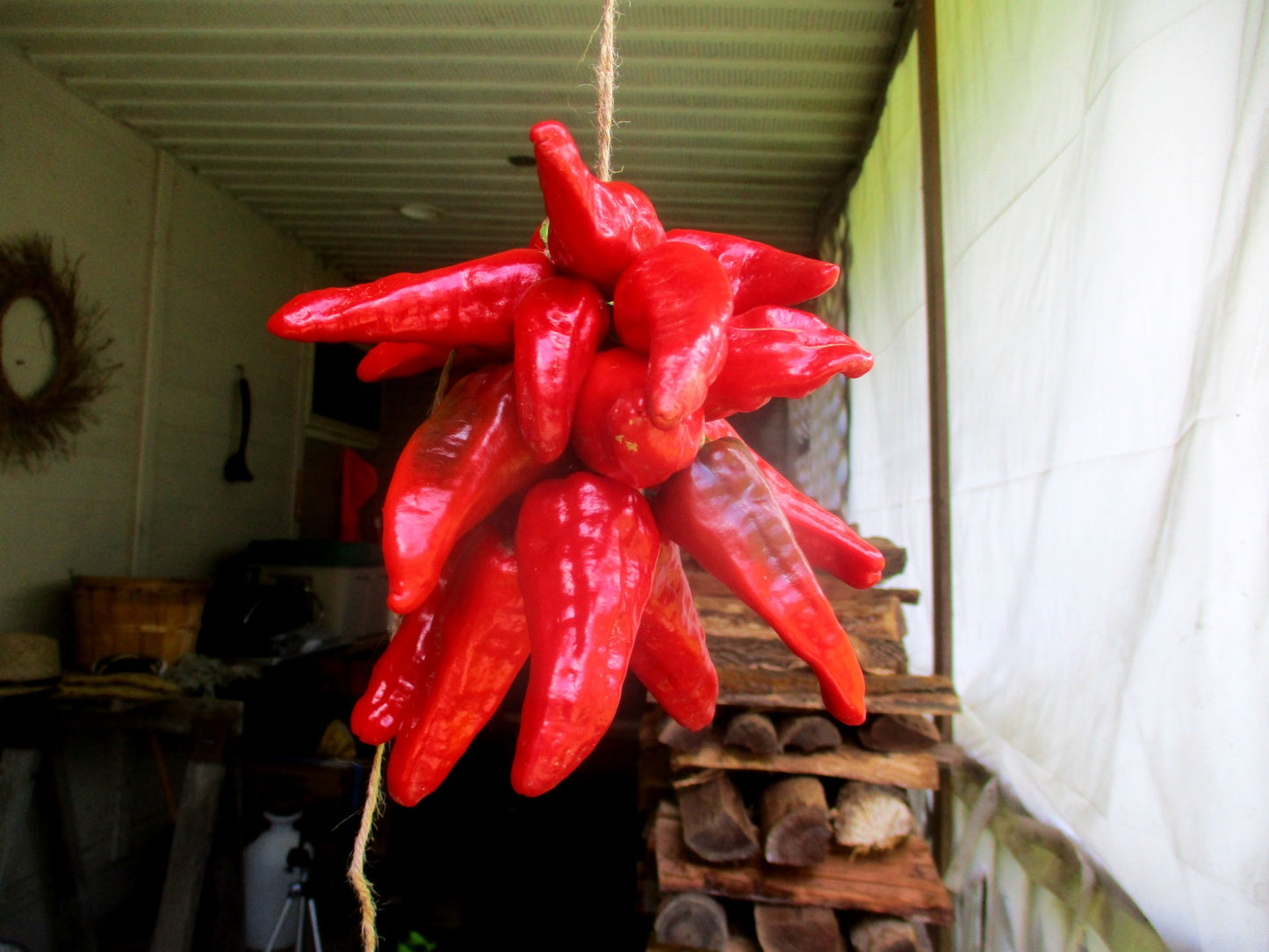 Walatowa Chili Pepper